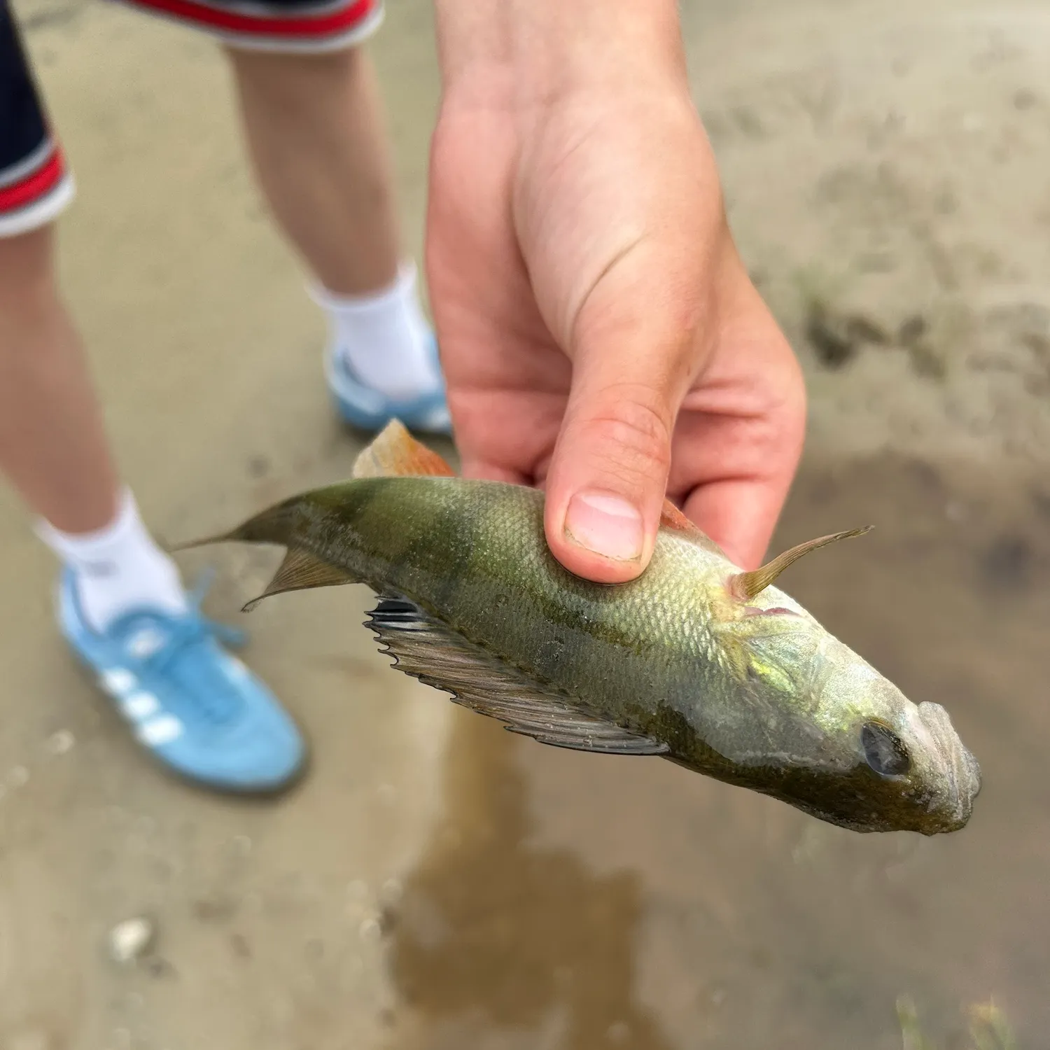 European perch caught on Fishbrain