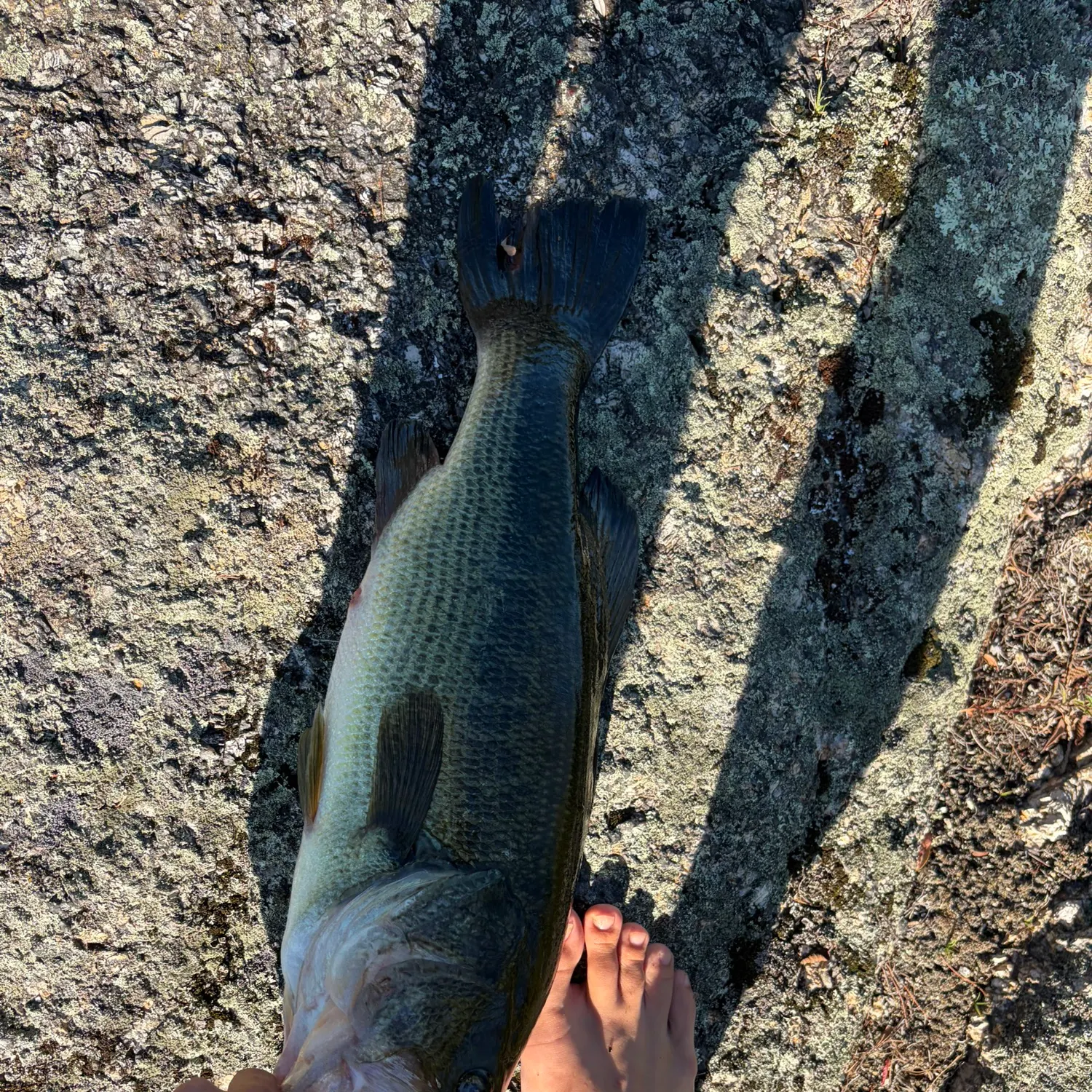 Largemouth bass caught on Fishbrain