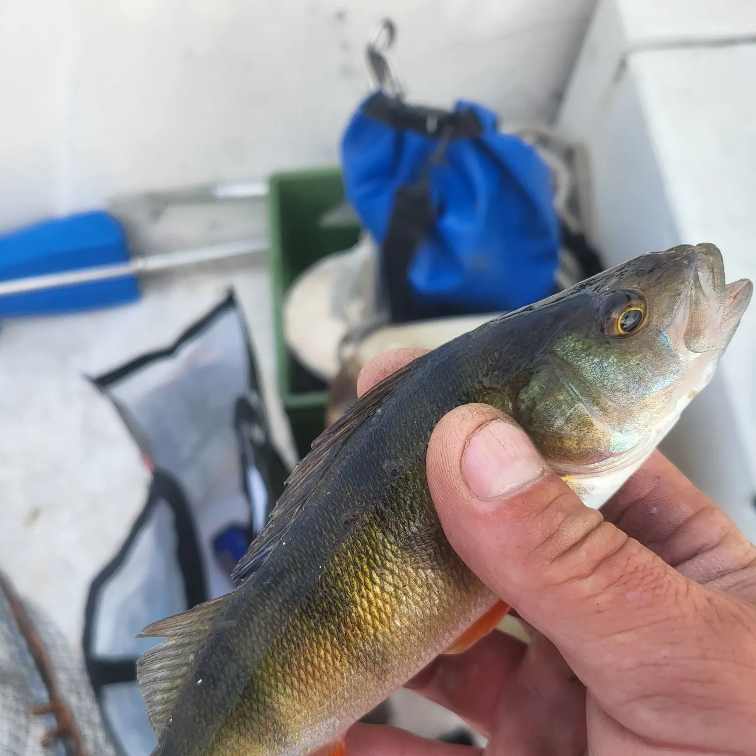 European perch caught on Fishbrain