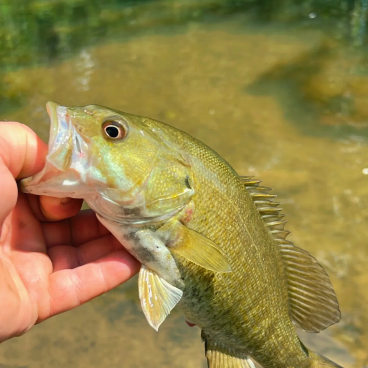 angler catch