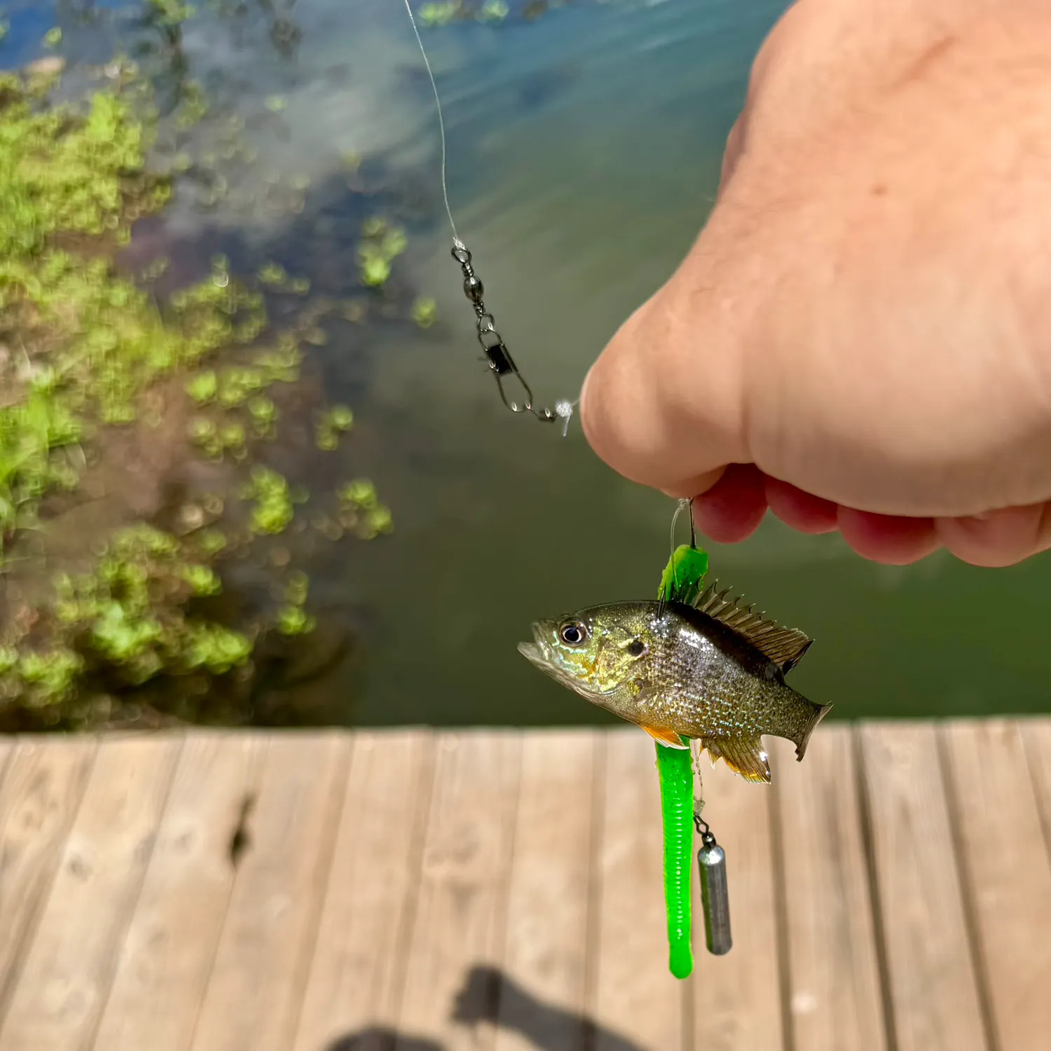 Green sunfish caught on Fishbrain