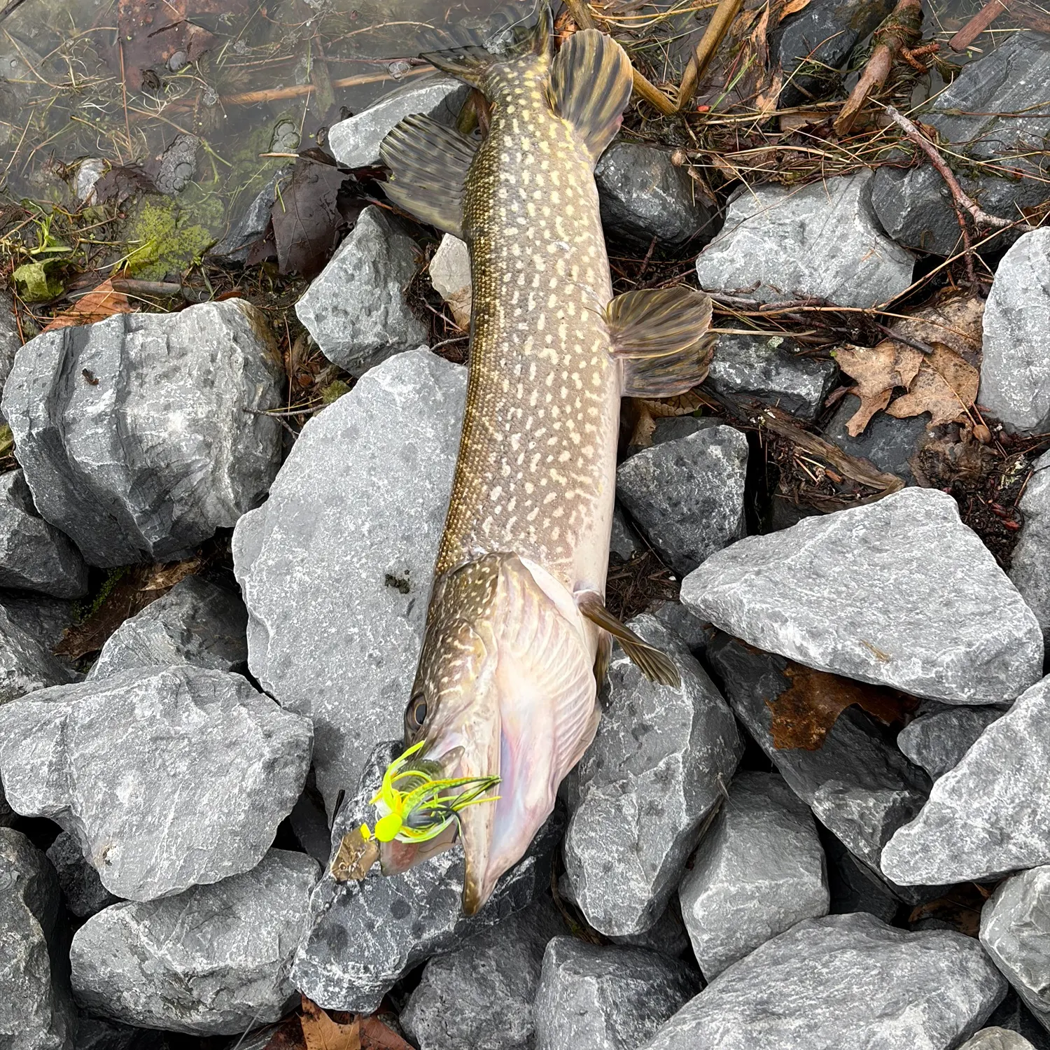 recently logged catches