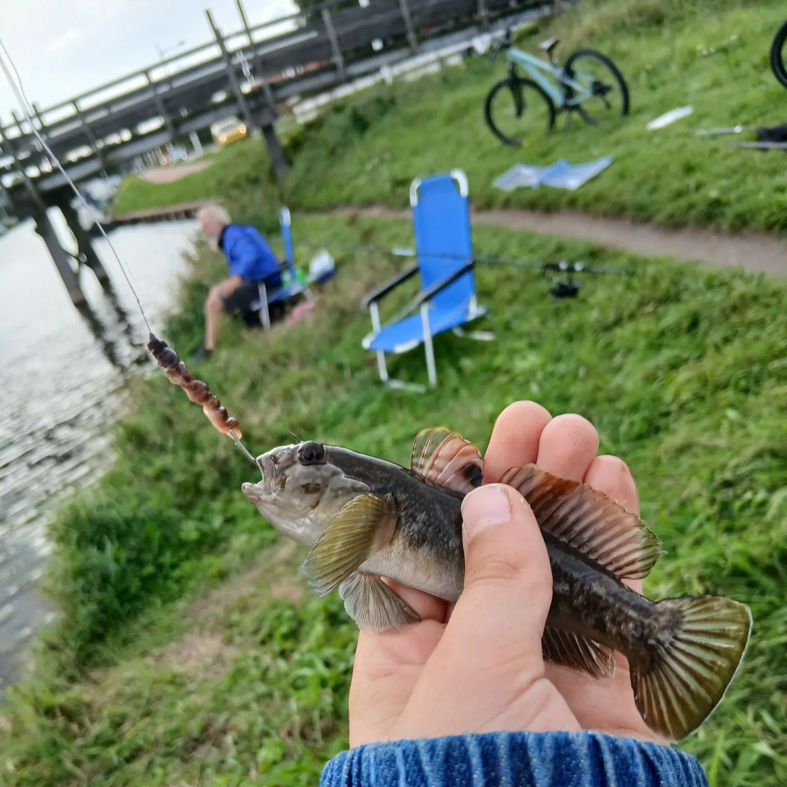 Round goby caught on Fishbrain