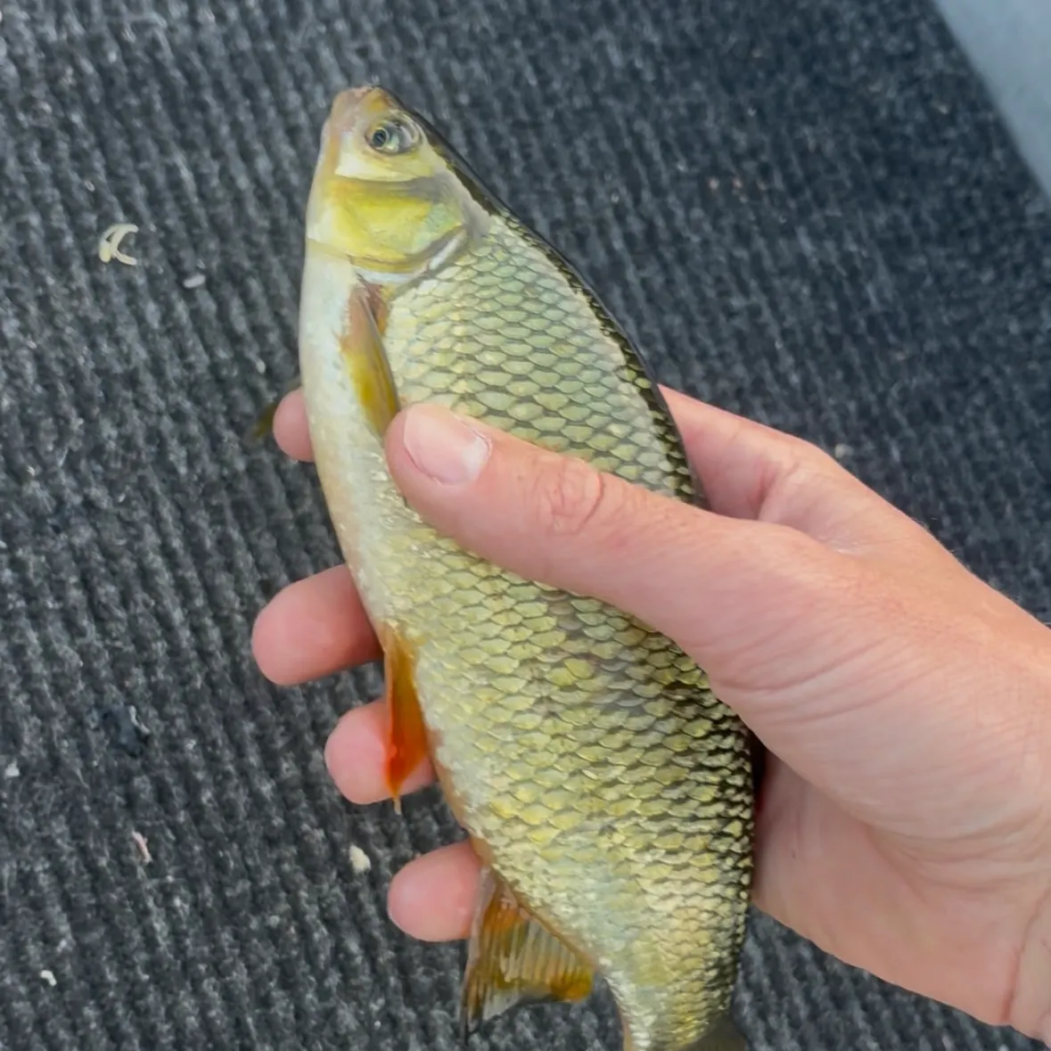 Golden shiner caught on Fishbrain