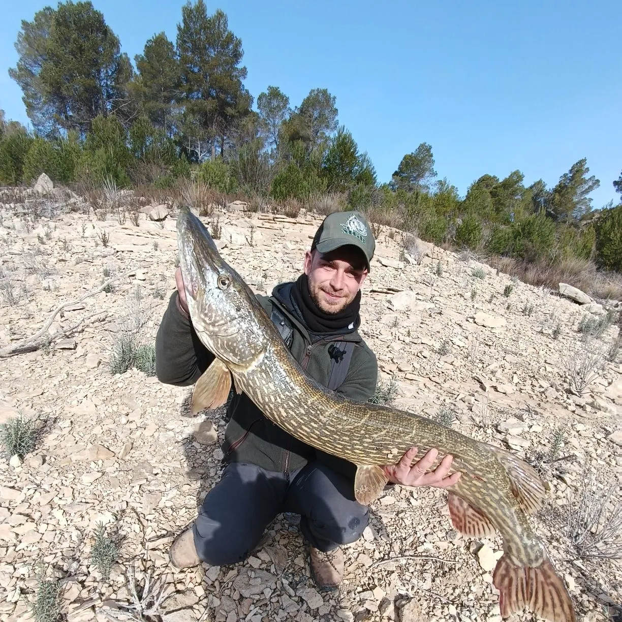Northern pike caught on Fishbrain