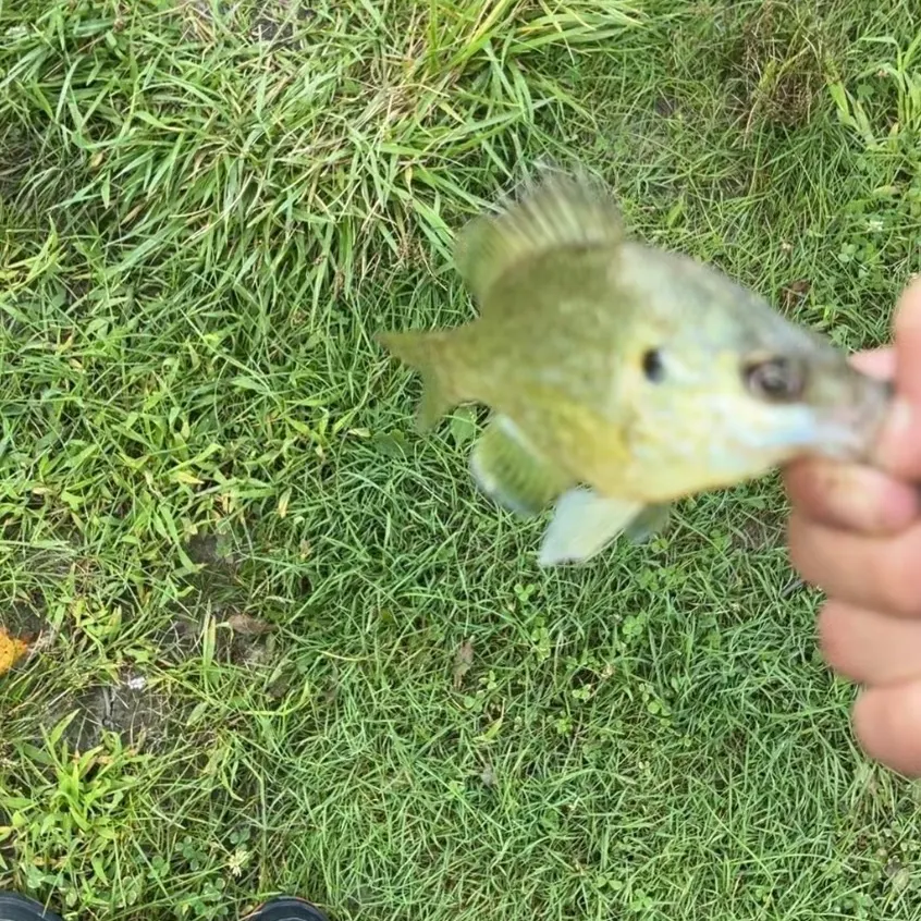 Redear sunfish caught on Fishbrain