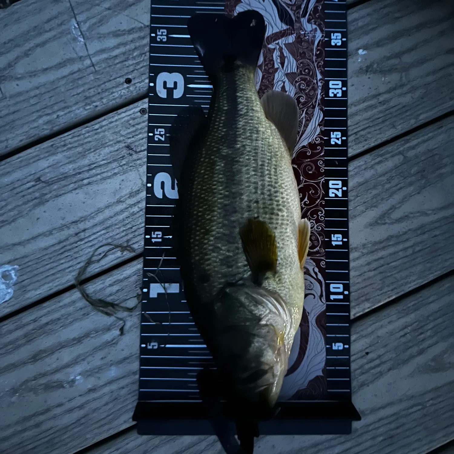 Largemouth bass caught on Fishbrain