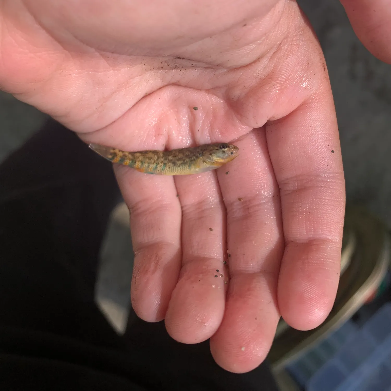 The most recent Rainbow darter catches on Fishbrain