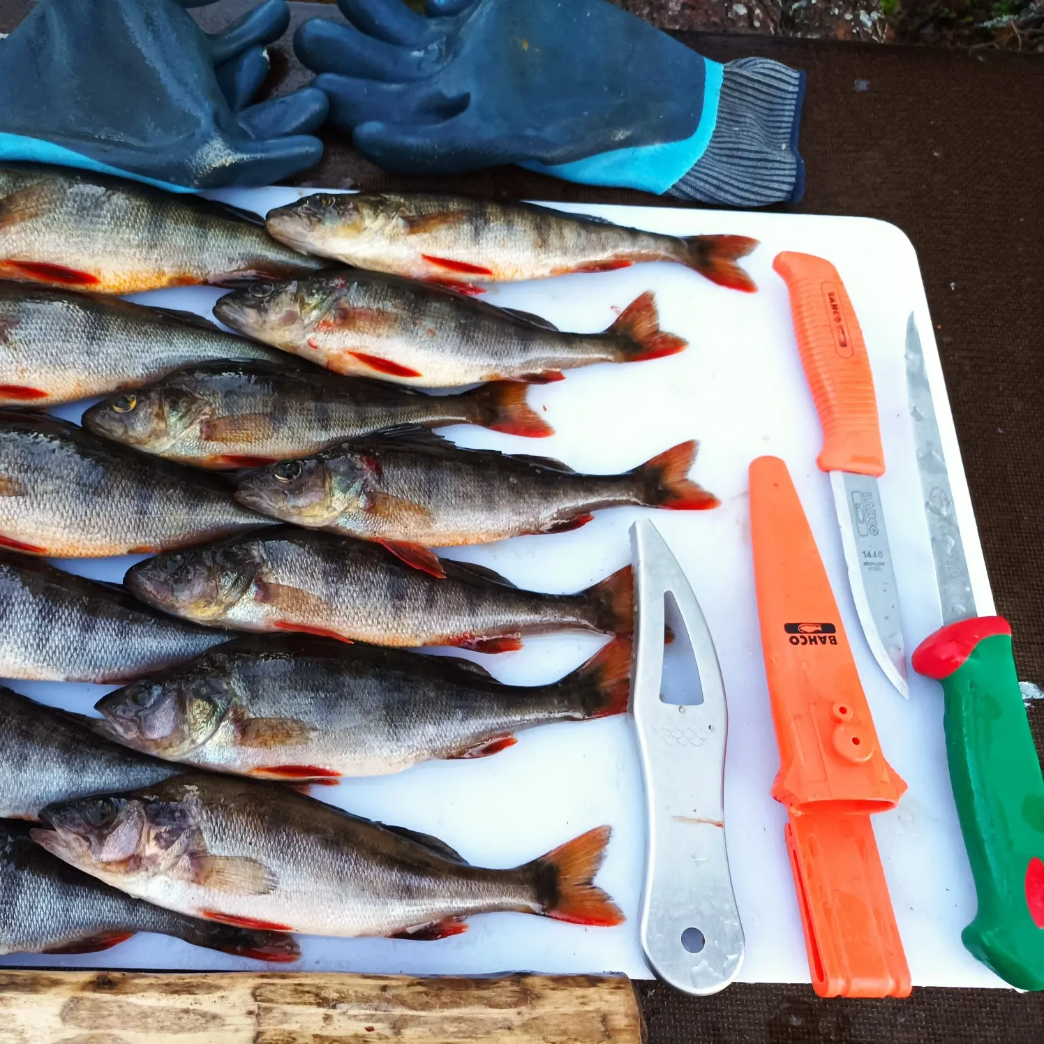 recently logged catches