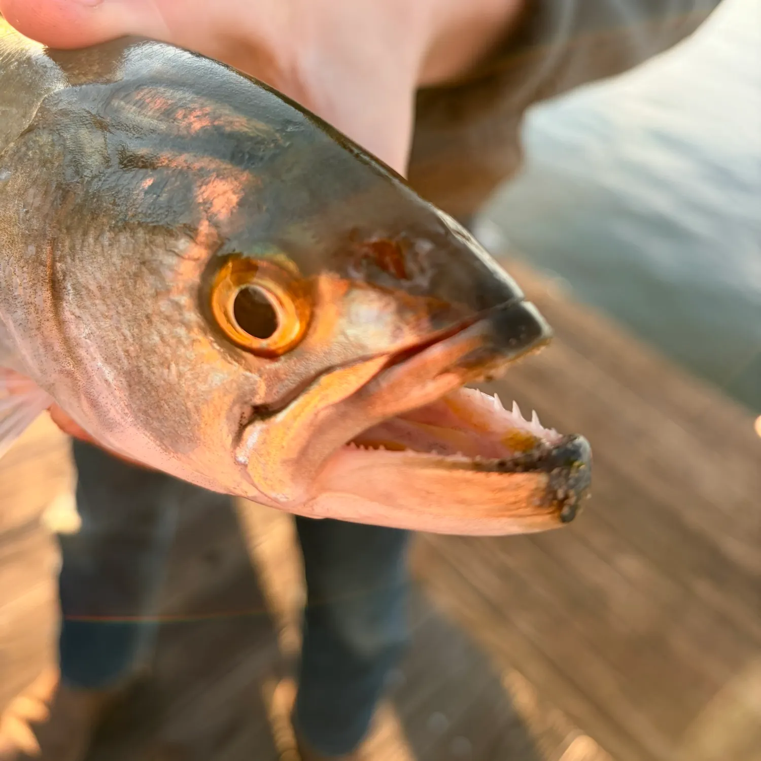 The most recent Mooneye catches on Fishbrain