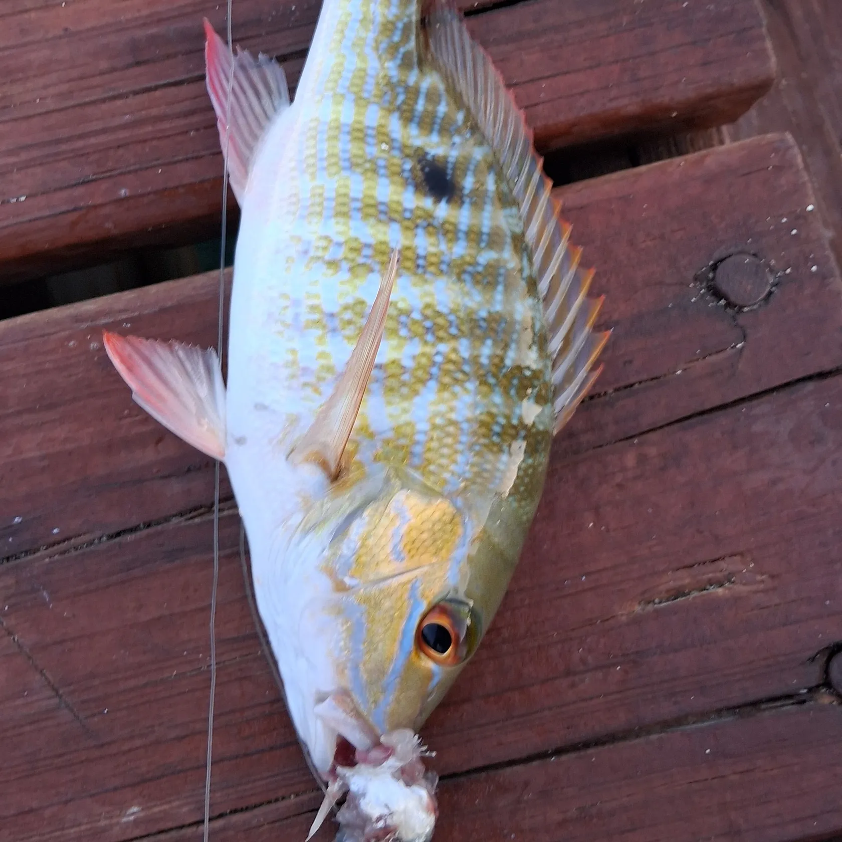 Mutton snapper caught on Fishbrain