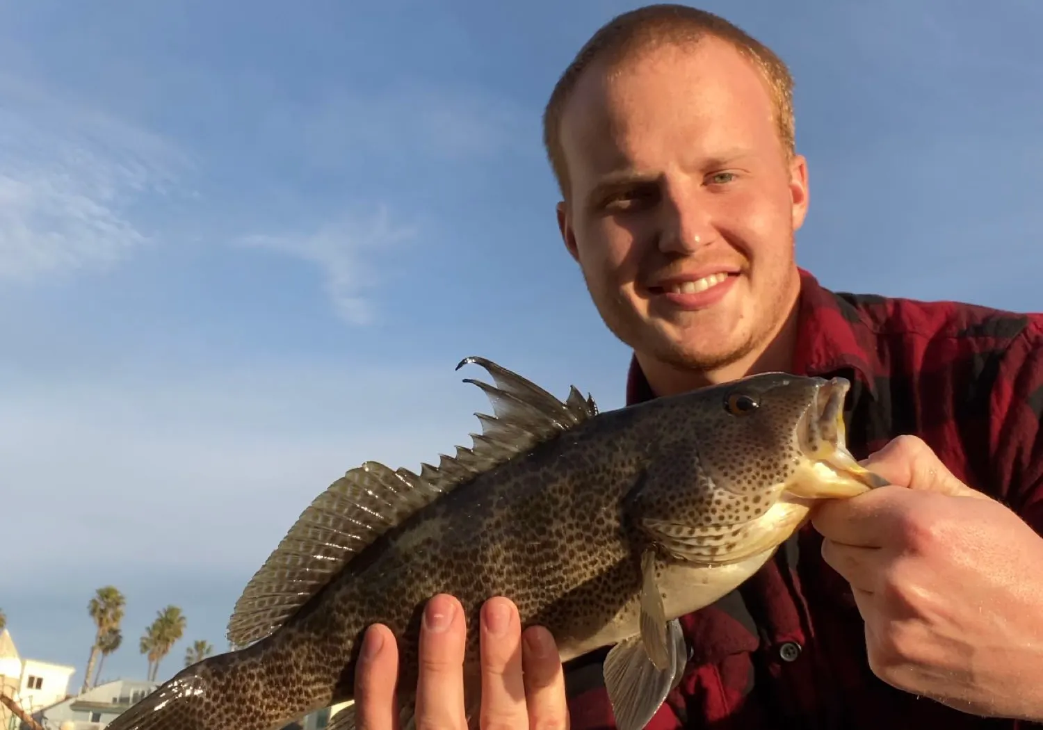 Spotted sand bass