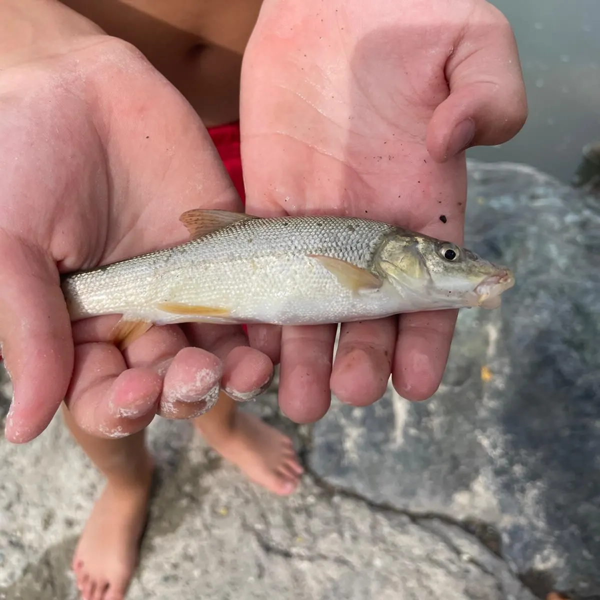 Common barbel caught on Fishbrain