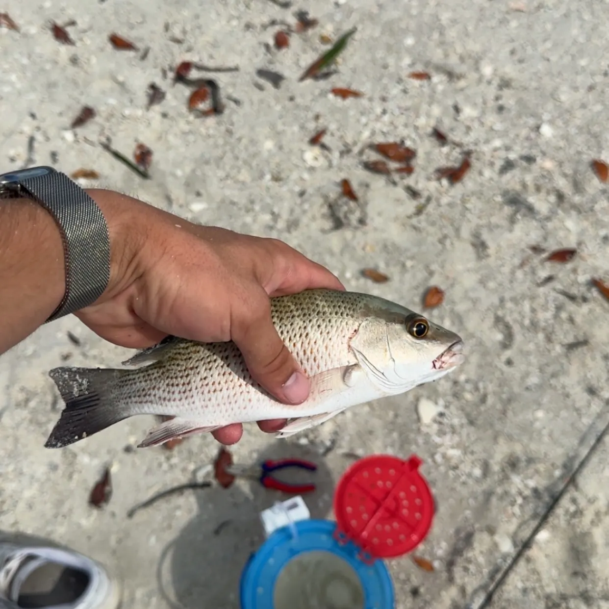 The most recent Black and white snapper catches on Fishbrain
