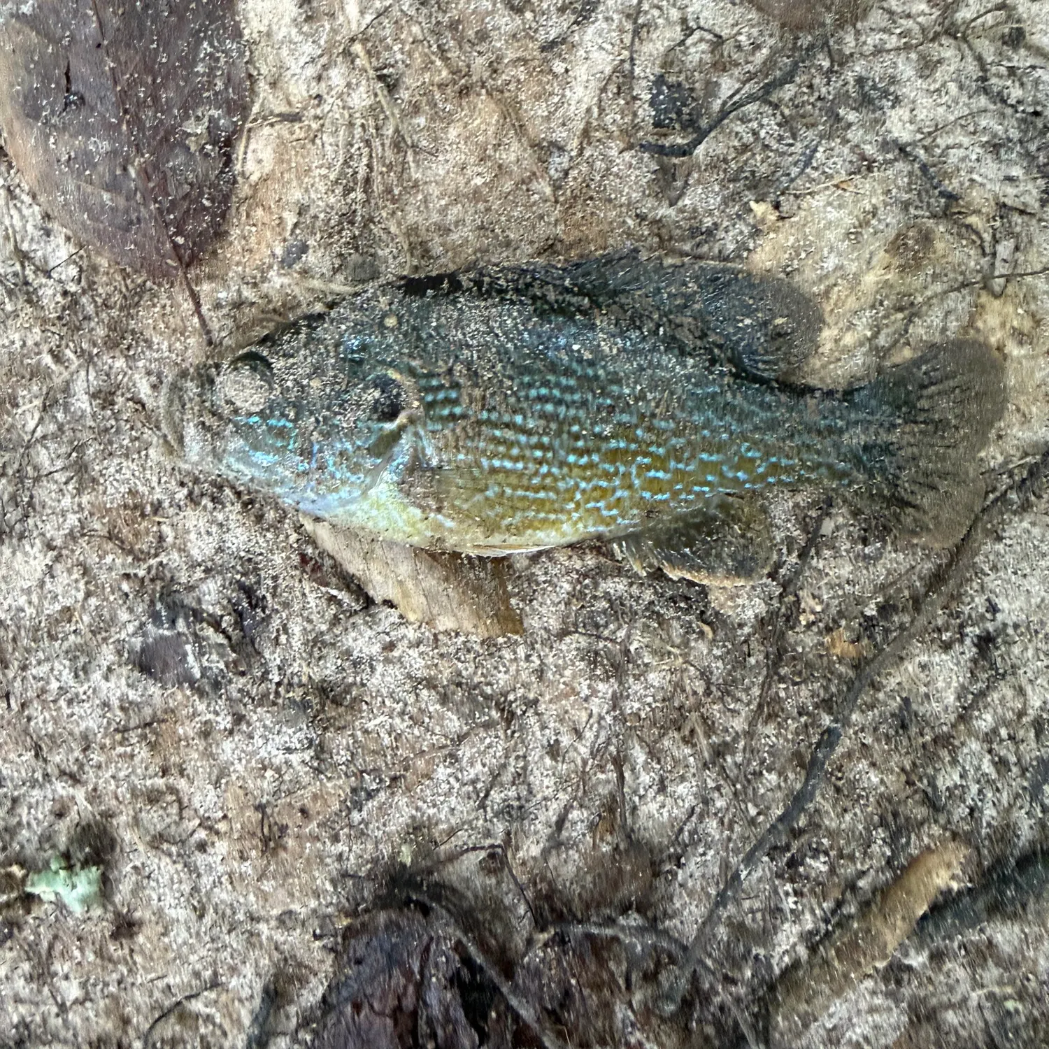 Green sunfish caught on Fishbrain