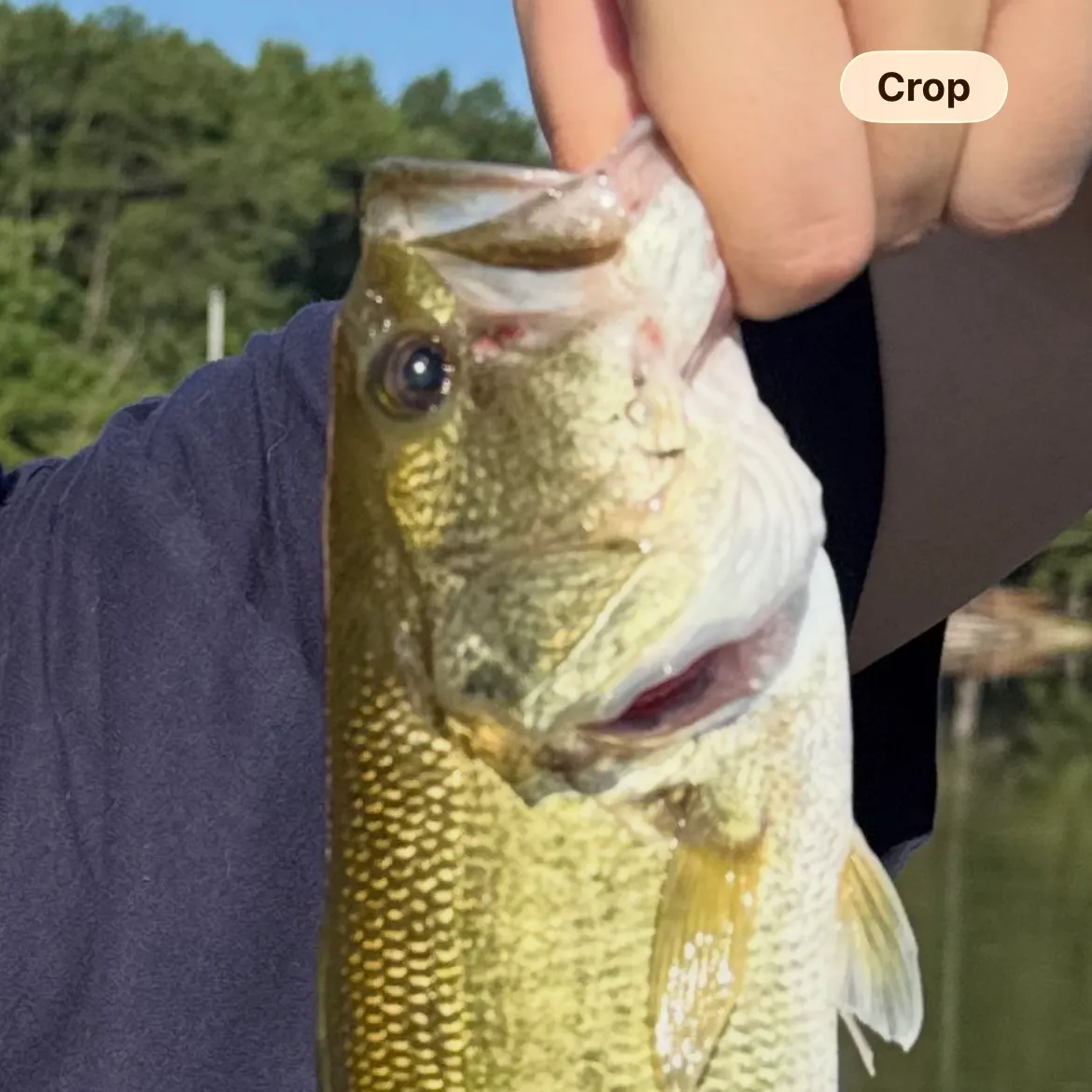 Largemouth bass caught on Fishbrain