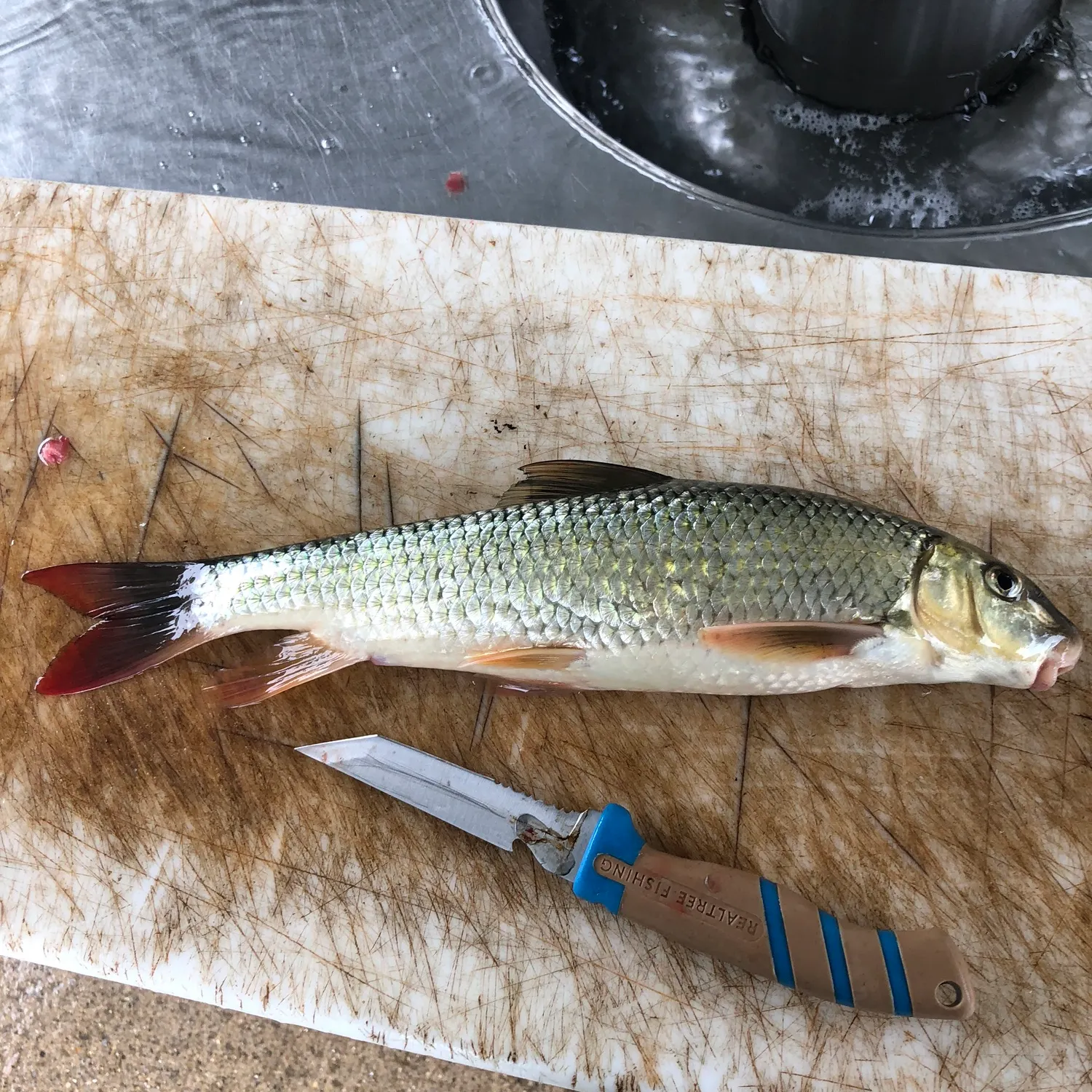 Shorthead redhorse caught on Fishbrain