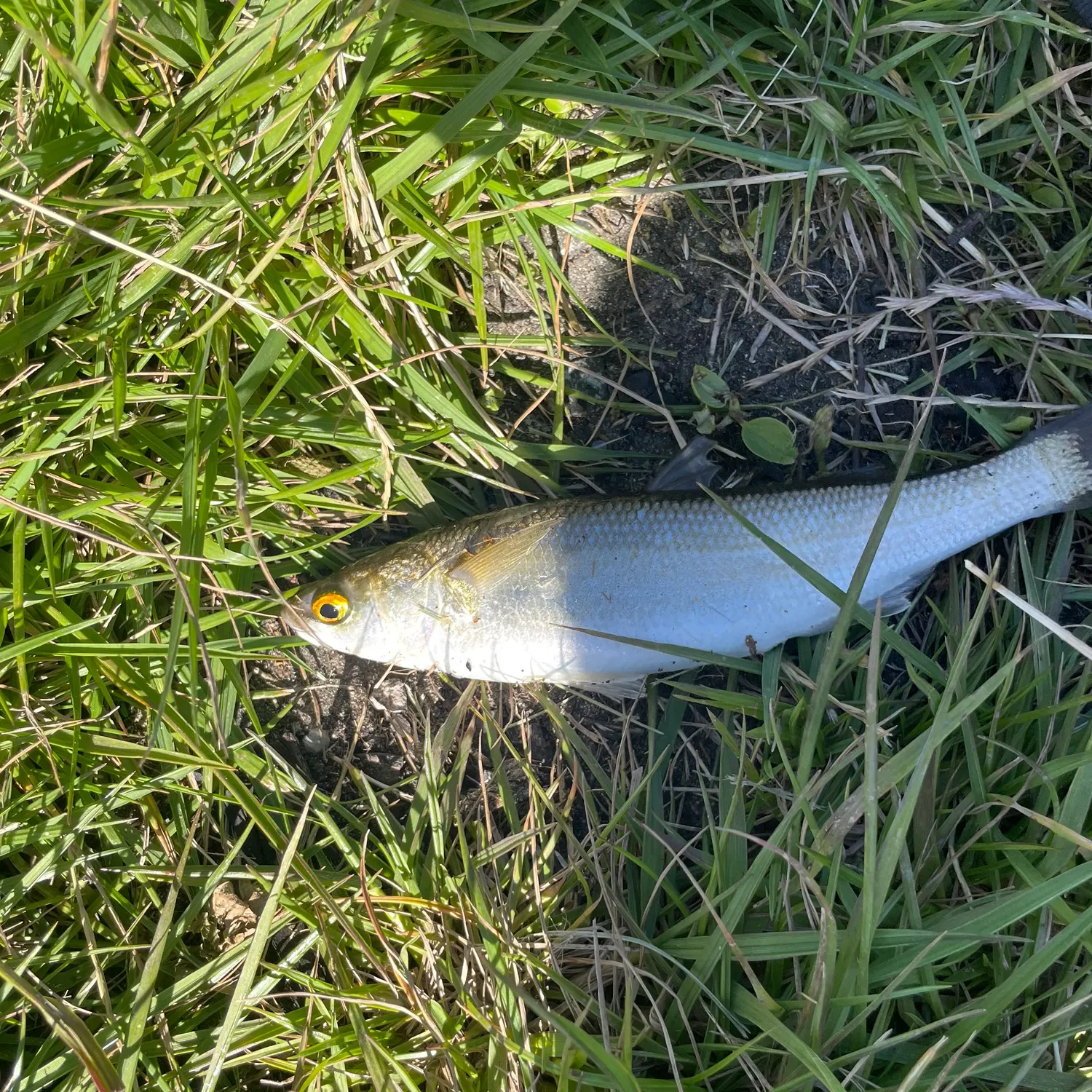 The most recent Yellow-eye mullet catches on Fishbrain