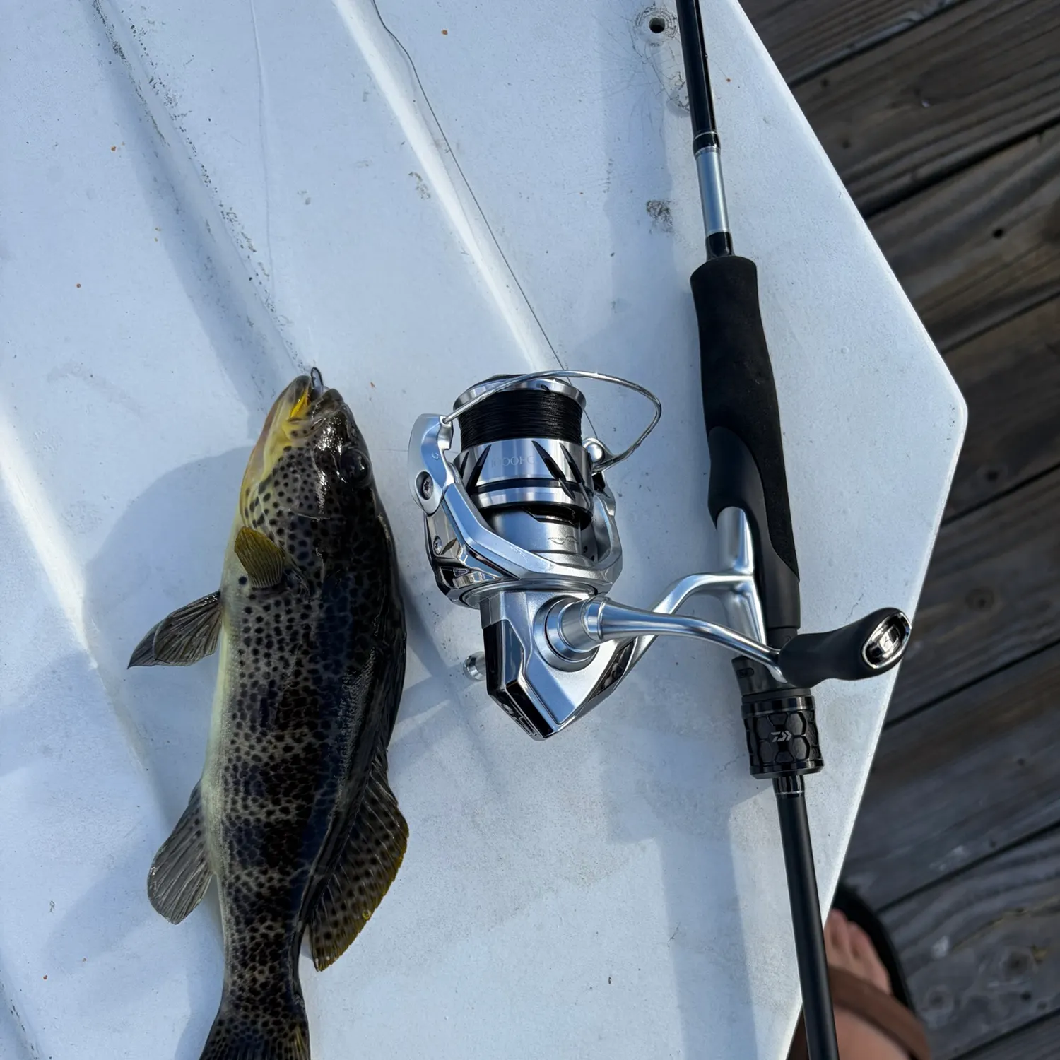 Spotted sand bass caught on Fishbrain