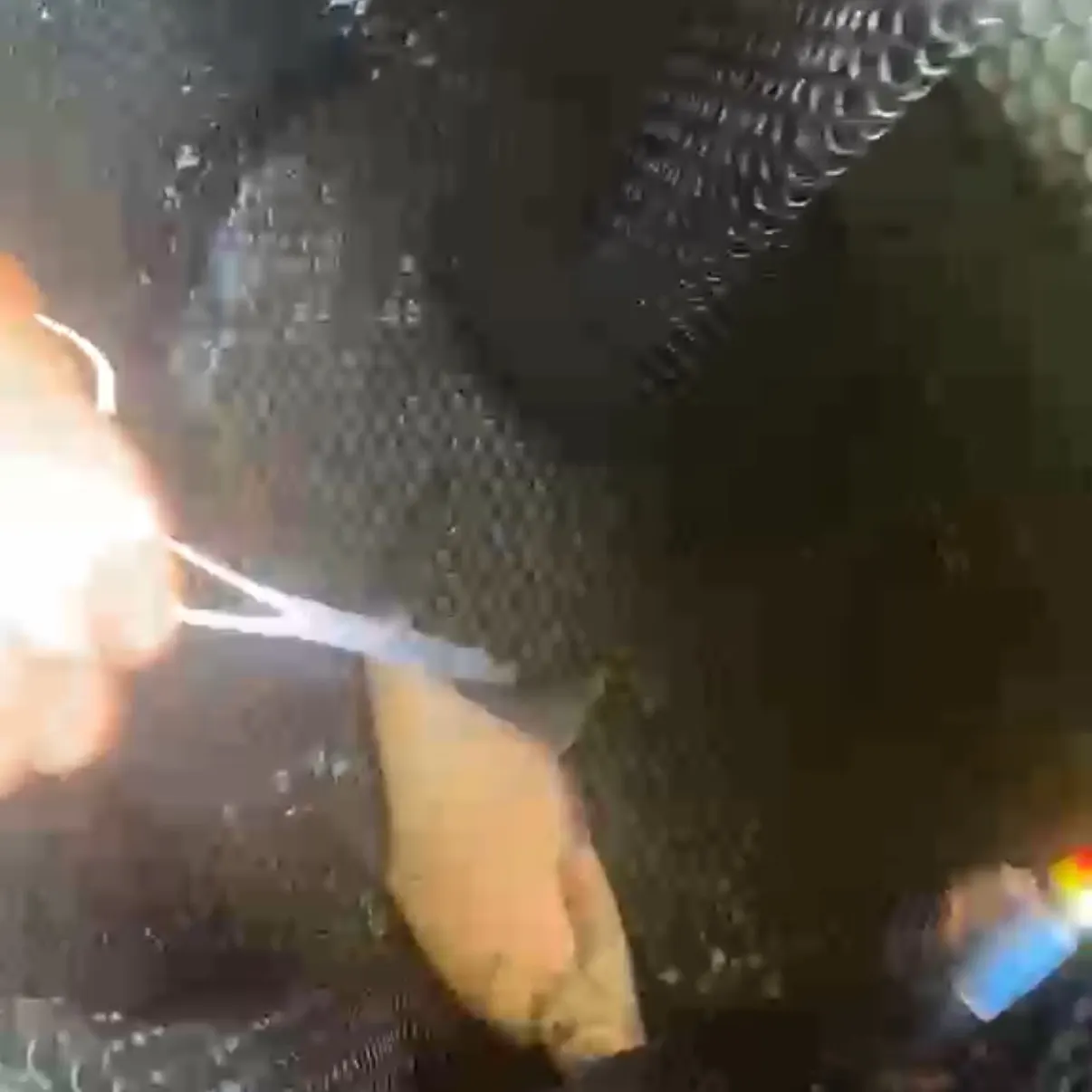 Fish caught on Fishbrain