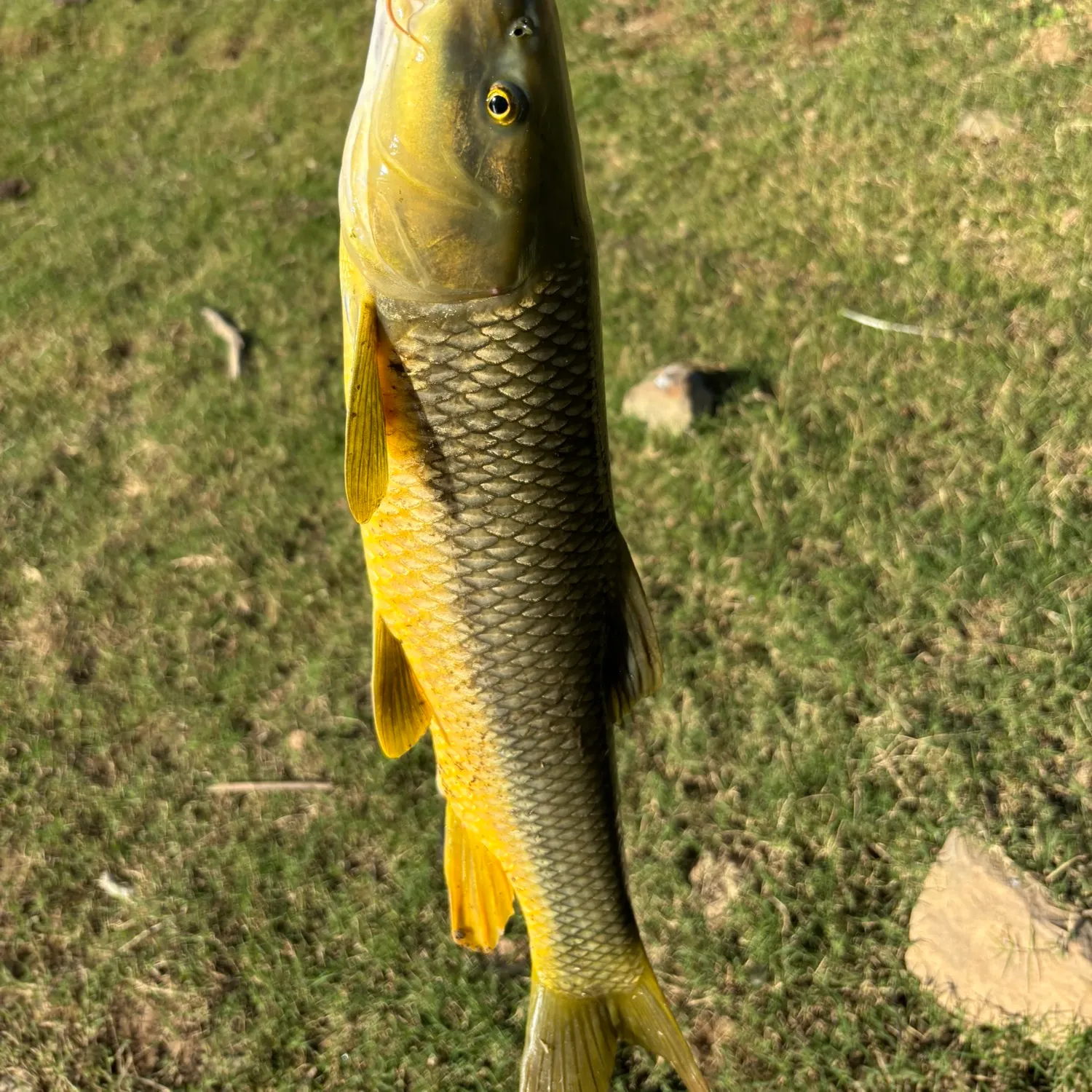 Common barbel caught on Fishbrain