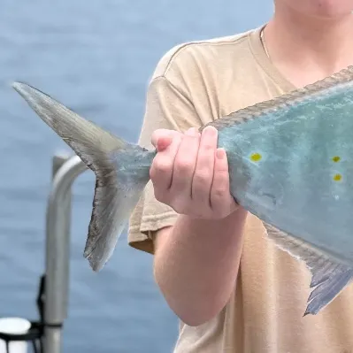The most recent Bluefin trevally catches on Fishbrain