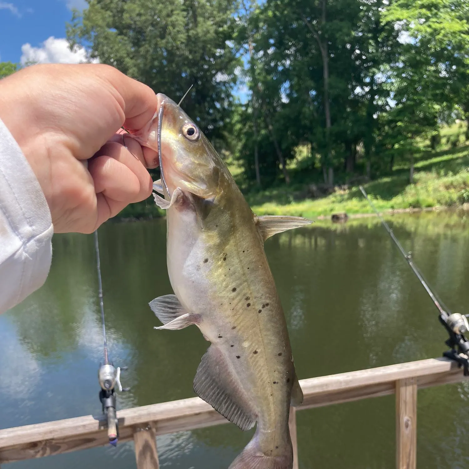 Channel catfish caught on Fishbrain