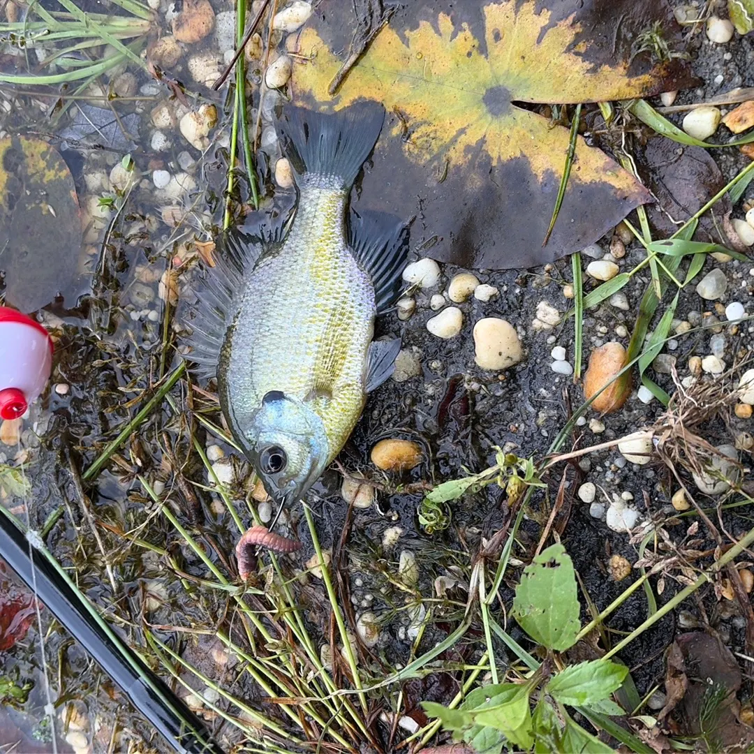 Bluegill caught on Fishbrain