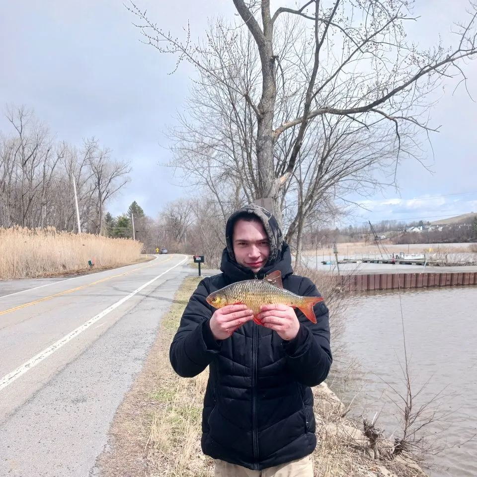 The most recent Common rudd catches on Fishbrain