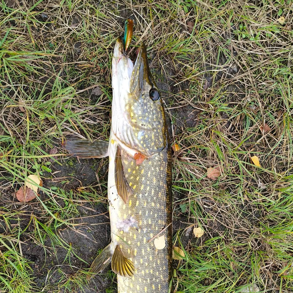 Northern pike caught on Fishbrain
