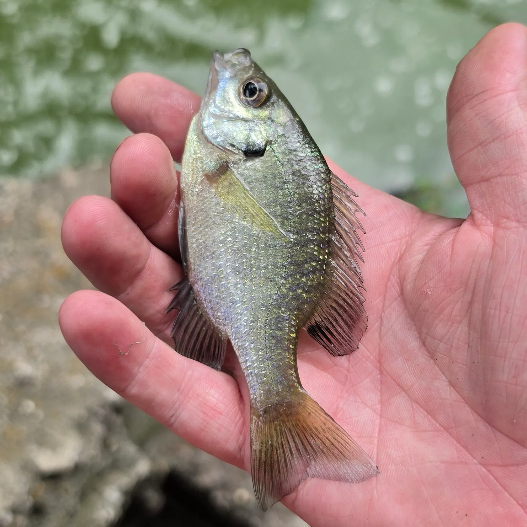 Bluegill caught on Fishbrain