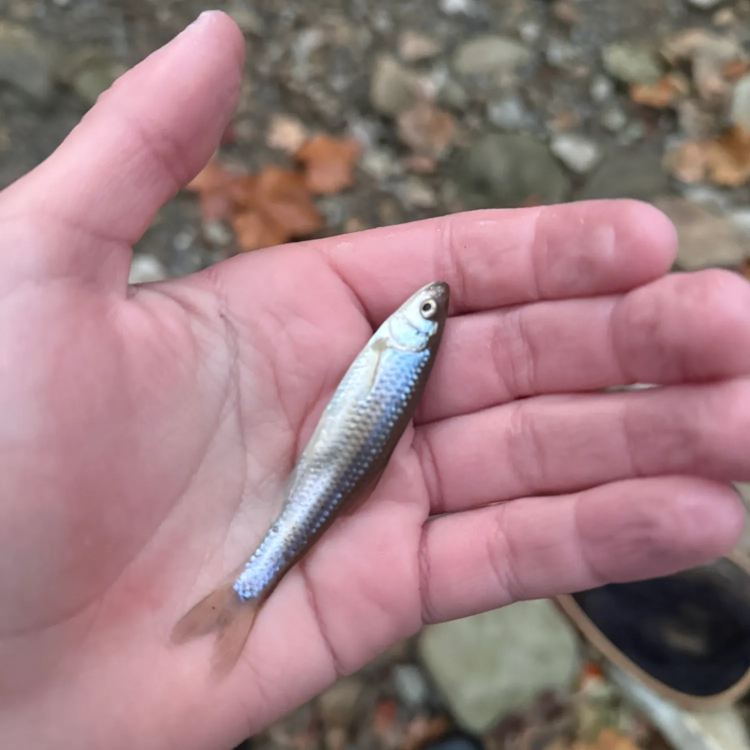 The most recent Spottail shiner catches on Fishbrain