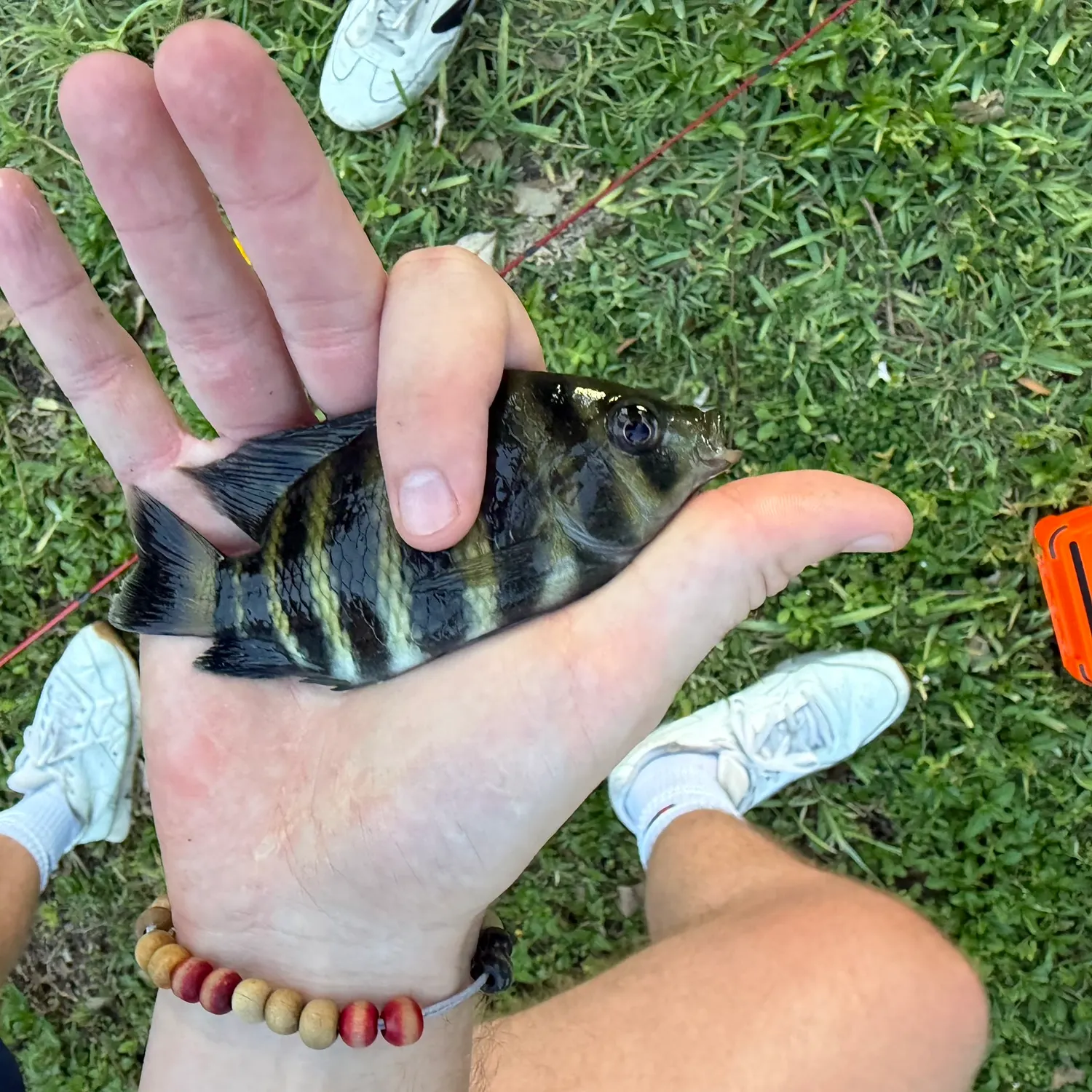 The most recent Zebra tilapia catches on Fishbrain