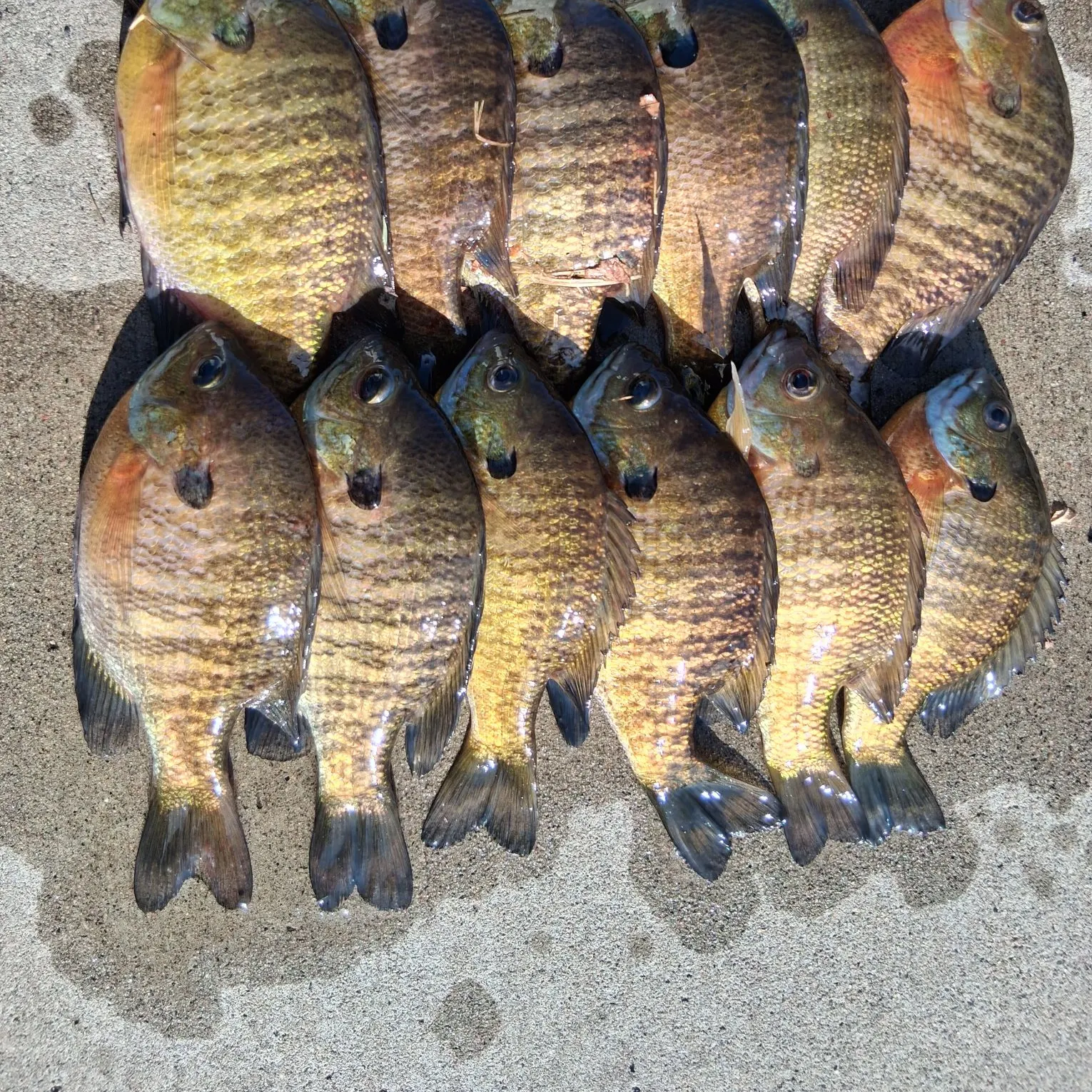 recently logged catches