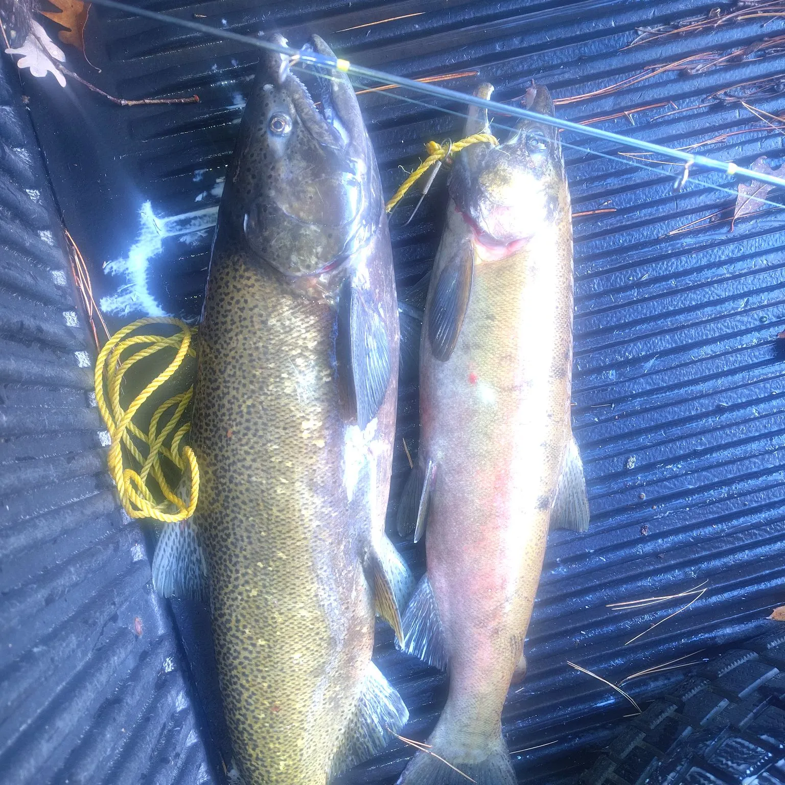Chinook salmon caught on Fishbrain