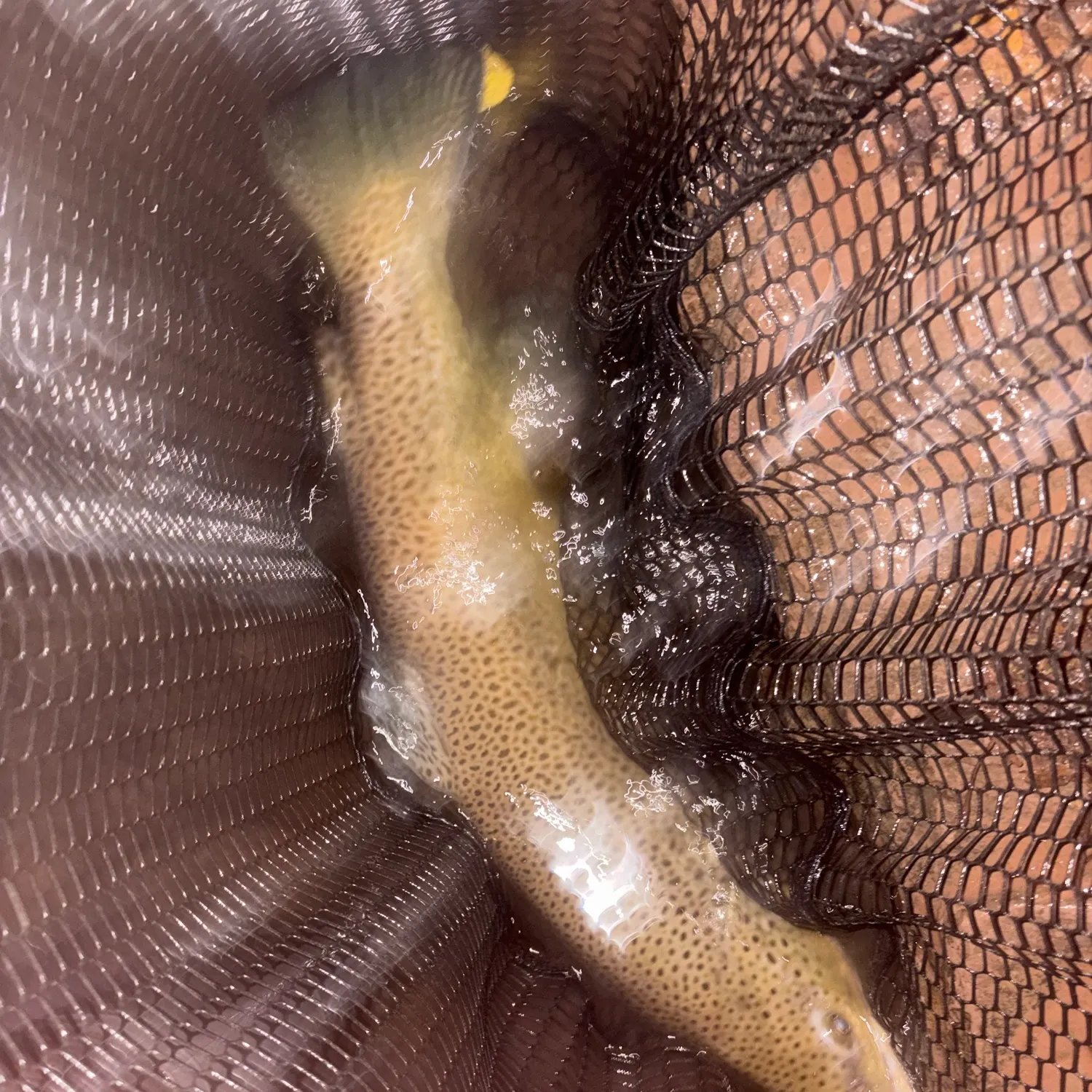 Brown trout caught on Fishbrain