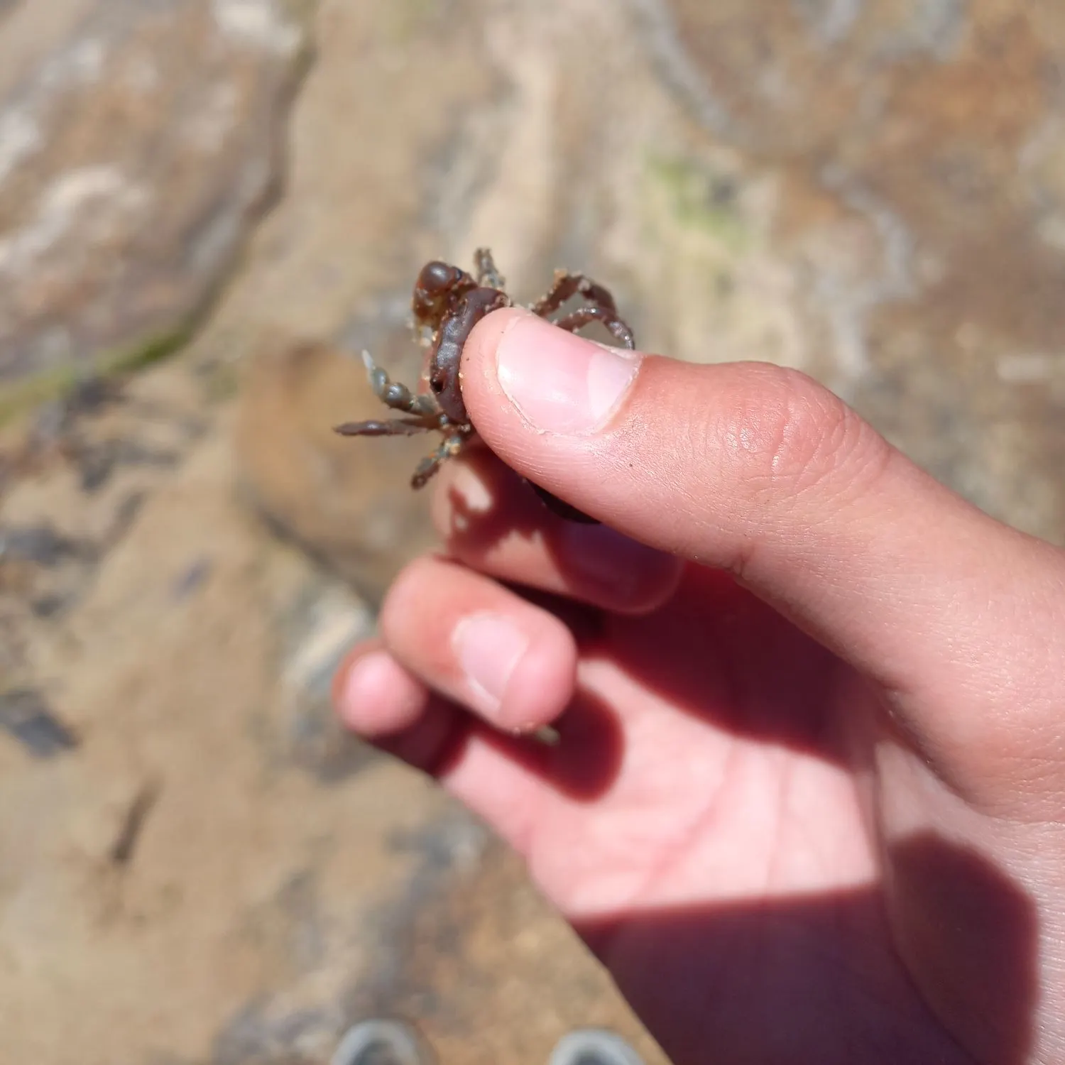 The most recent Giant mud crab catches on Fishbrain