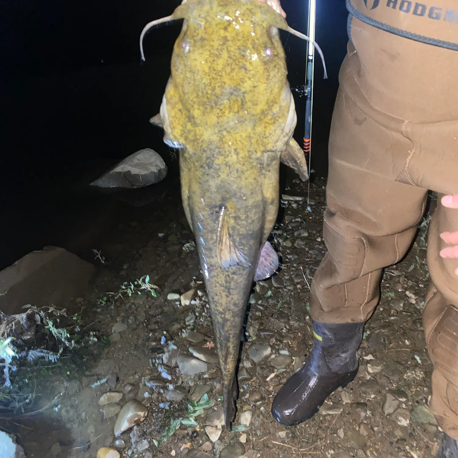 Flathead catfish caught on Fishbrain