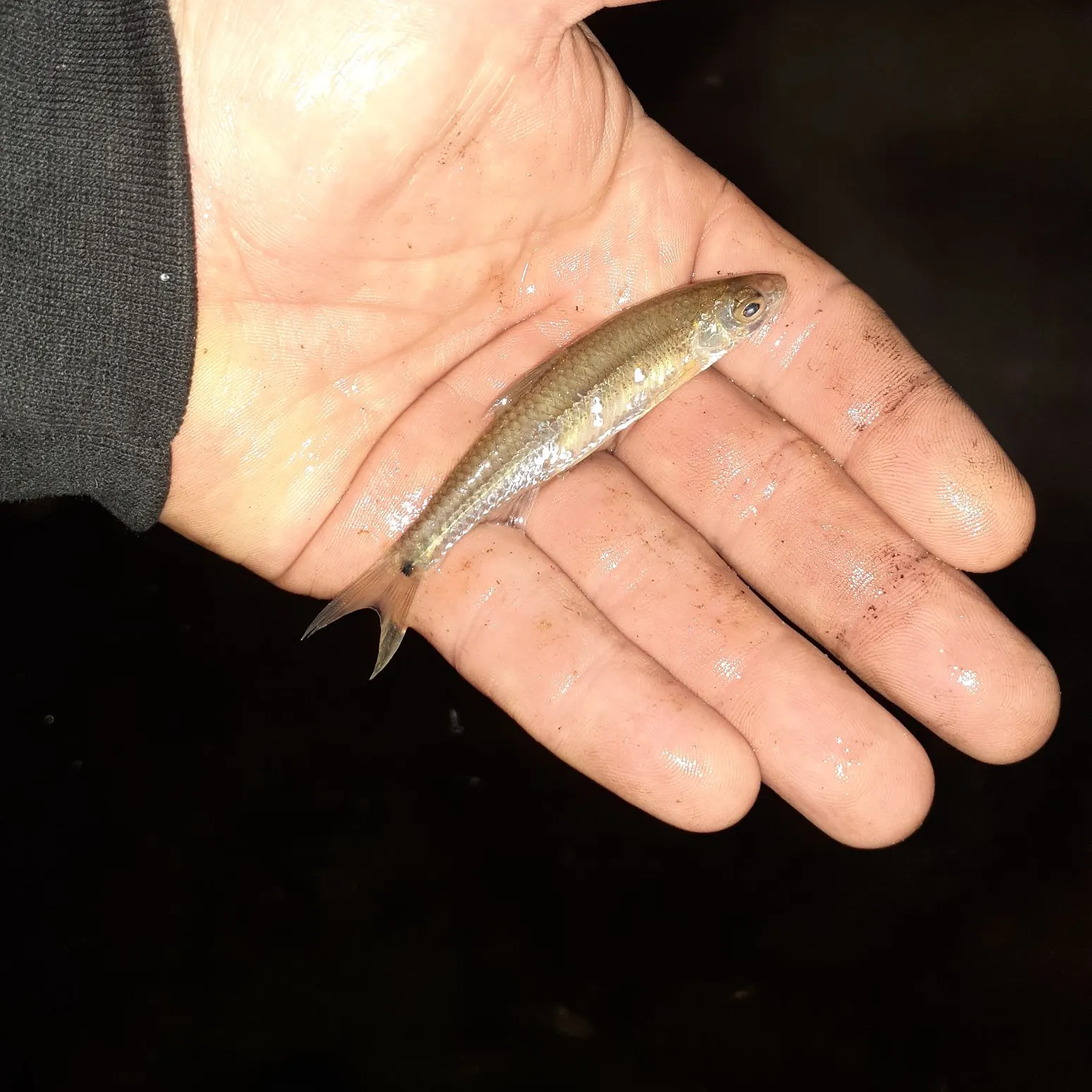 The most recent Spottail shiner catches on Fishbrain