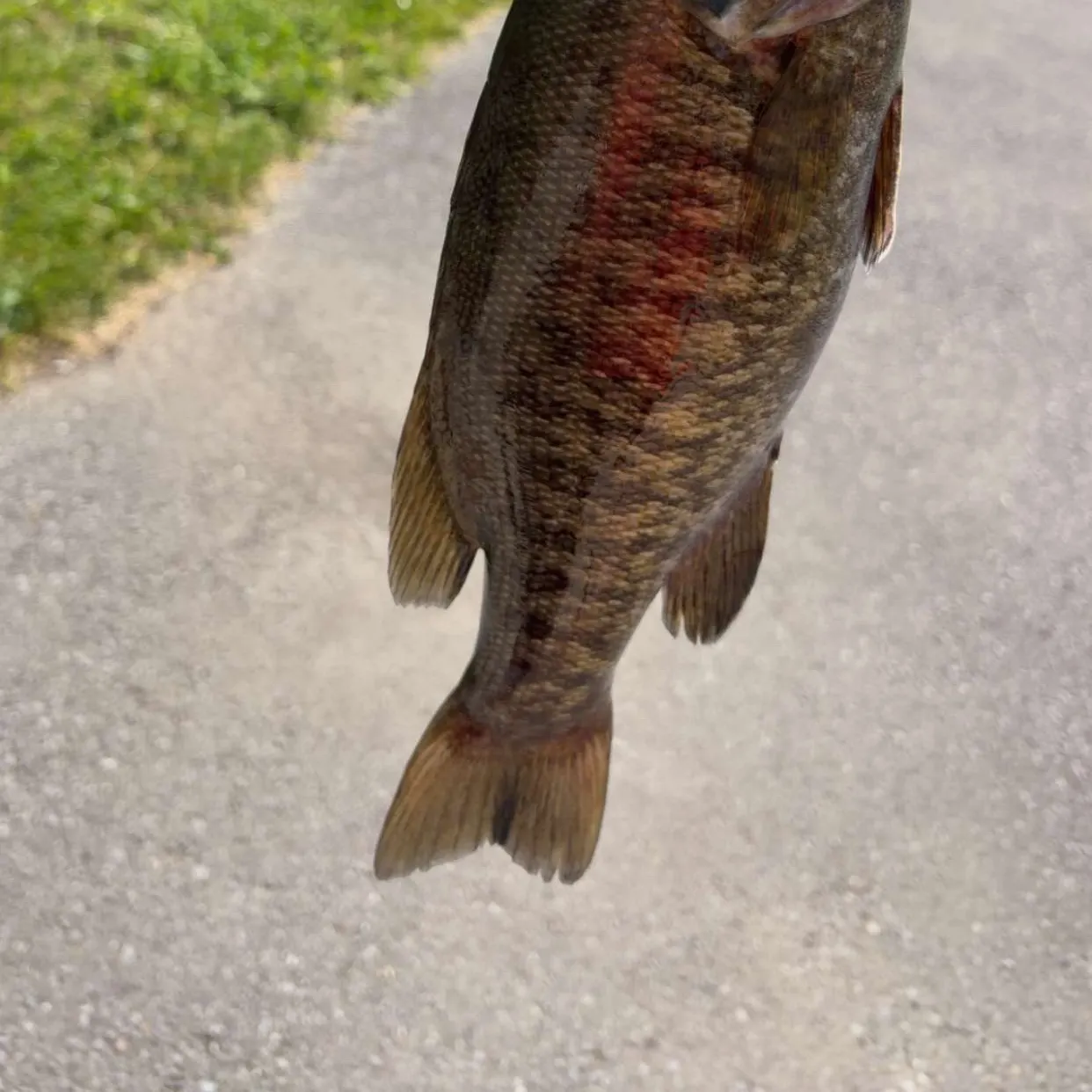 Smallmouth bass caught on Fishbrain