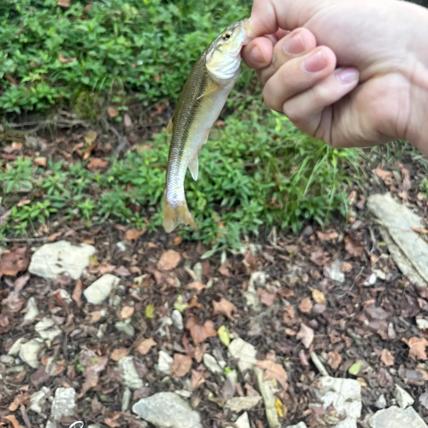 Creek chub caught on Fishbrain