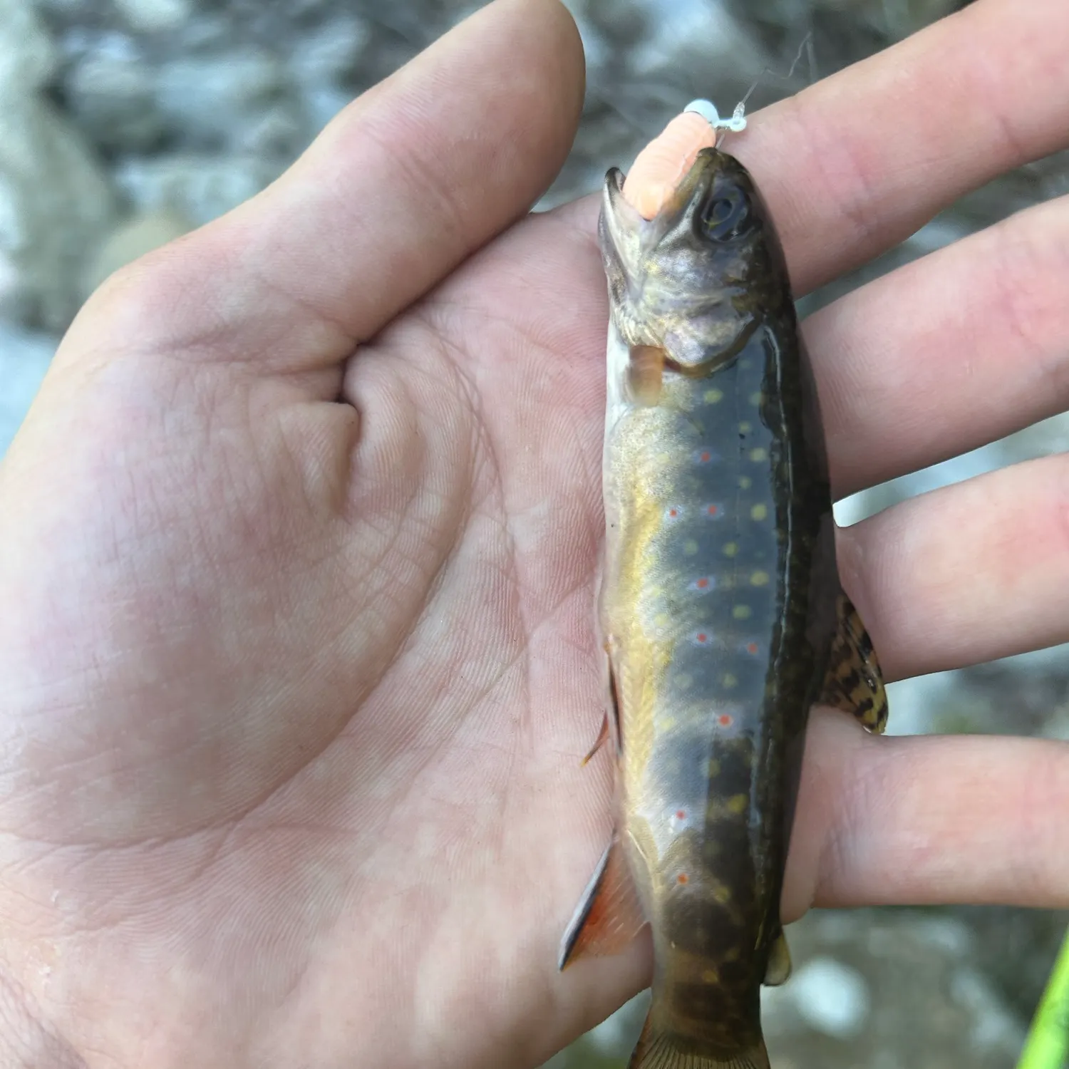 Fish caught on Fishbrain