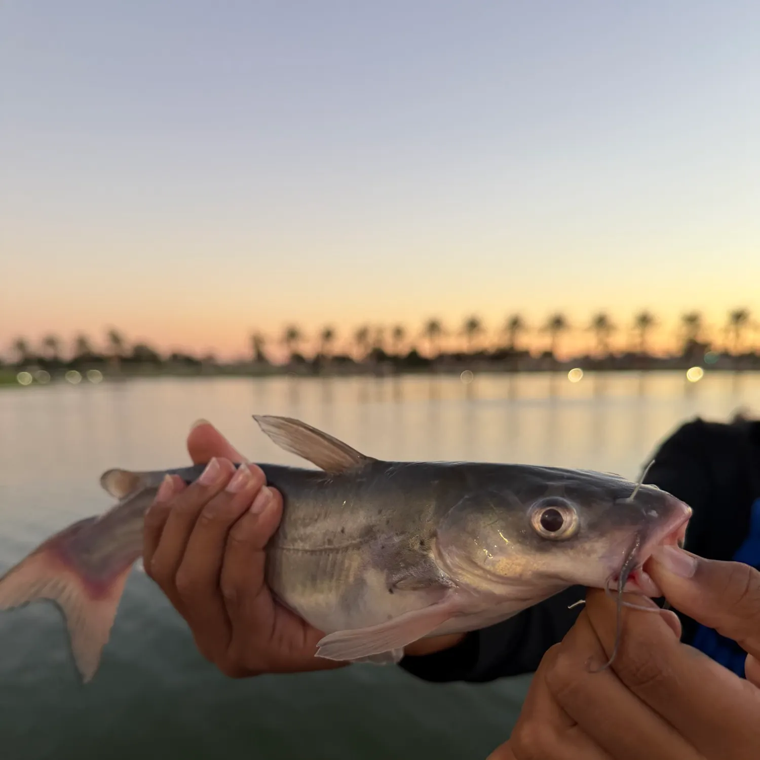 Channel catfish caught on Fishbrain