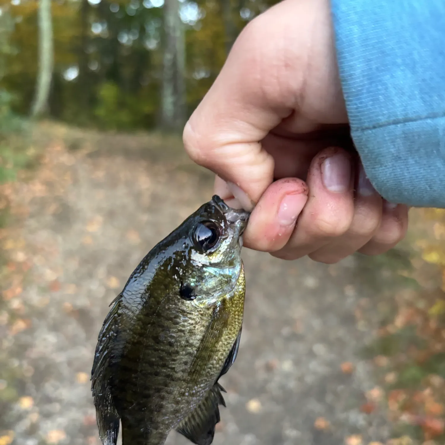 Bluegill caught on Fishbrain