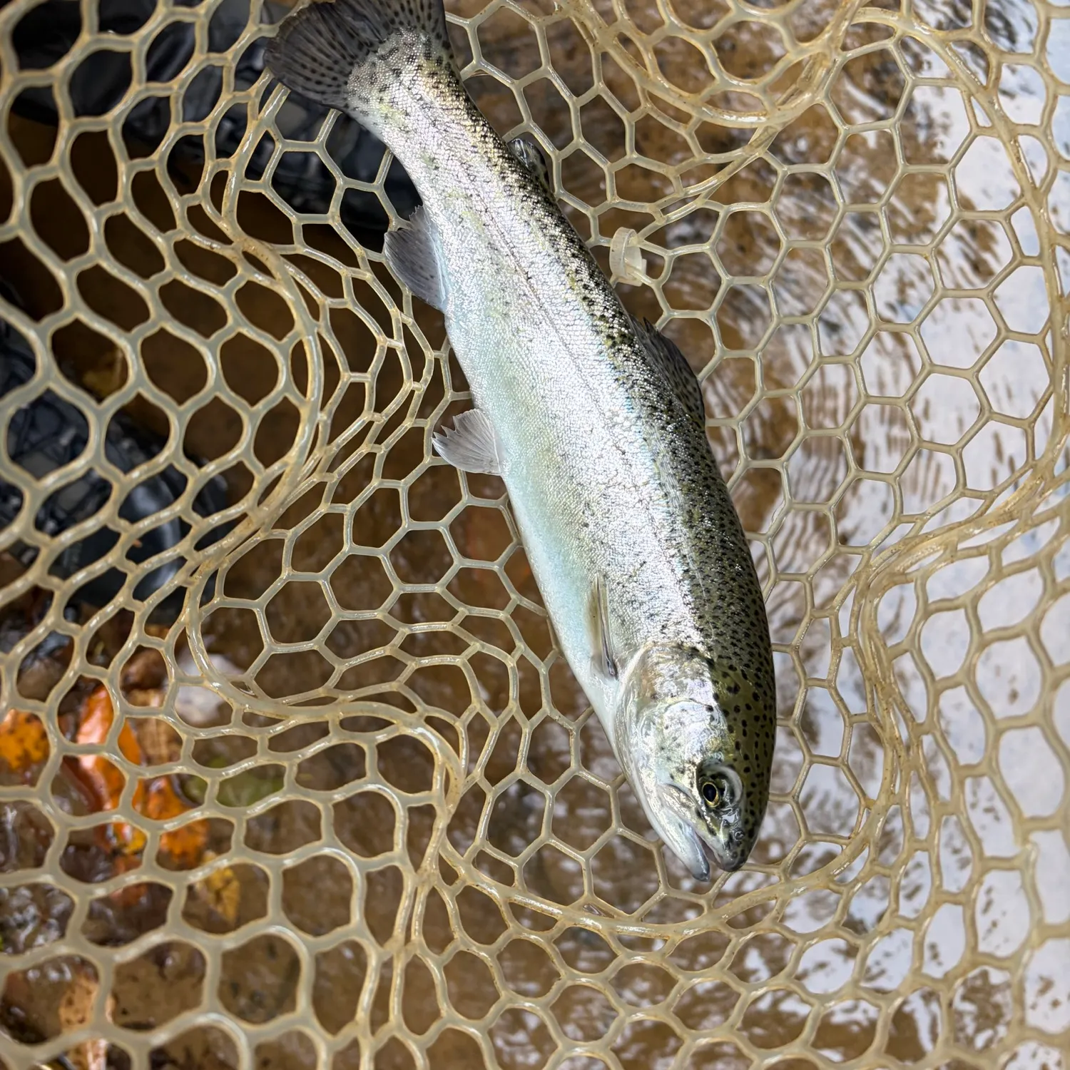 Rainbow trout caught on Fishbrain