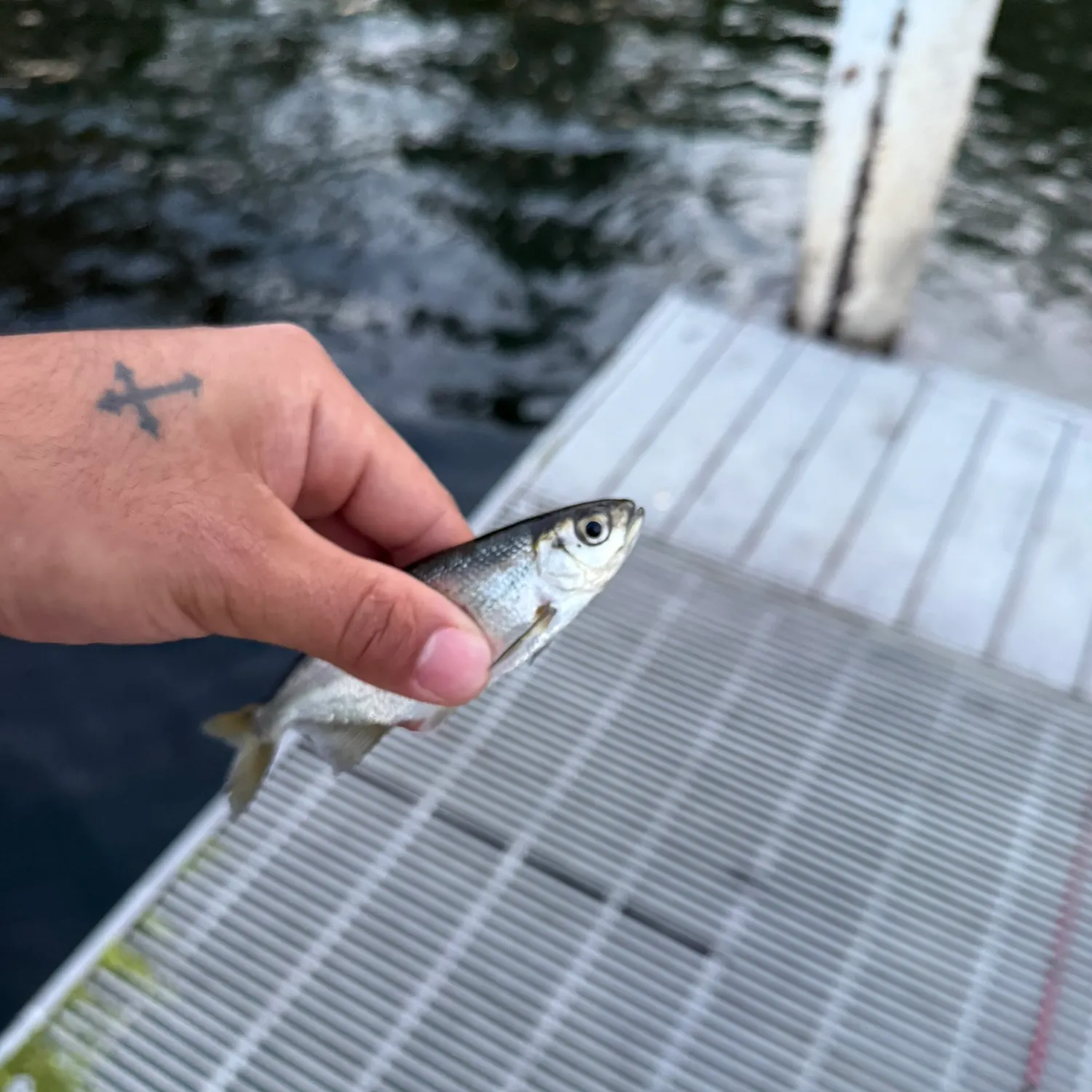 The most recent American shad catches on Fishbrain