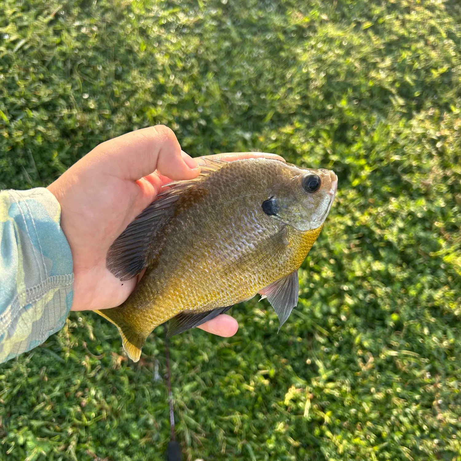 Bluegill caught on Fishbrain