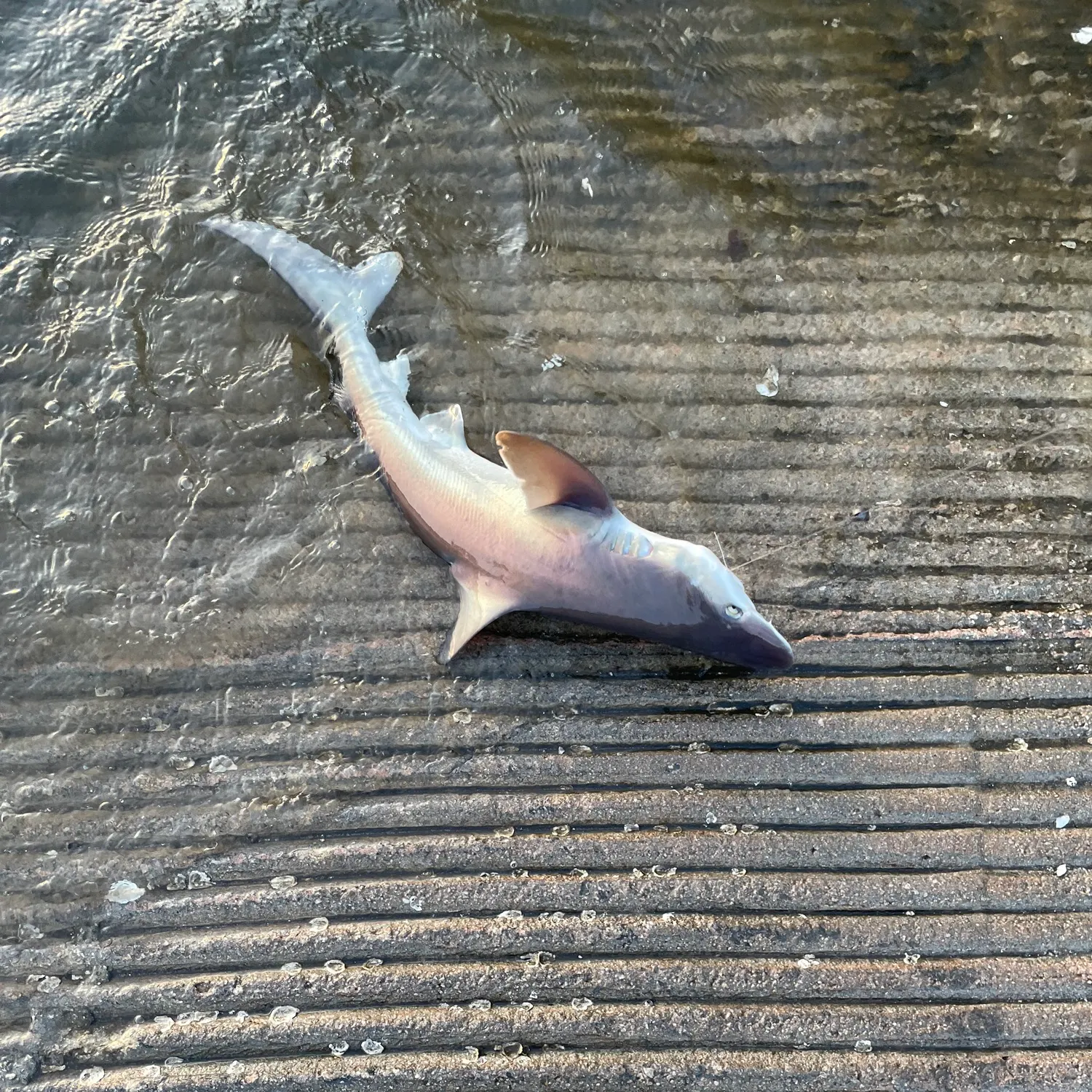 The most recent Spinner shark catches on Fishbrain
