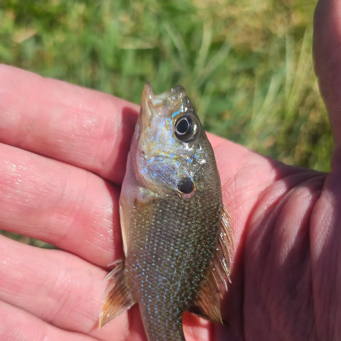 Green sunfish caught on Fishbrain