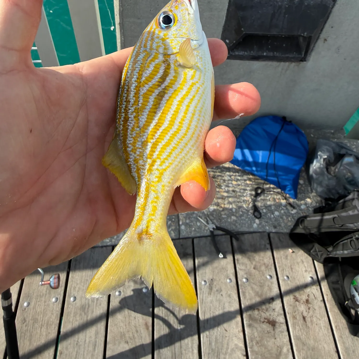 The most recent French grunt catches on Fishbrain